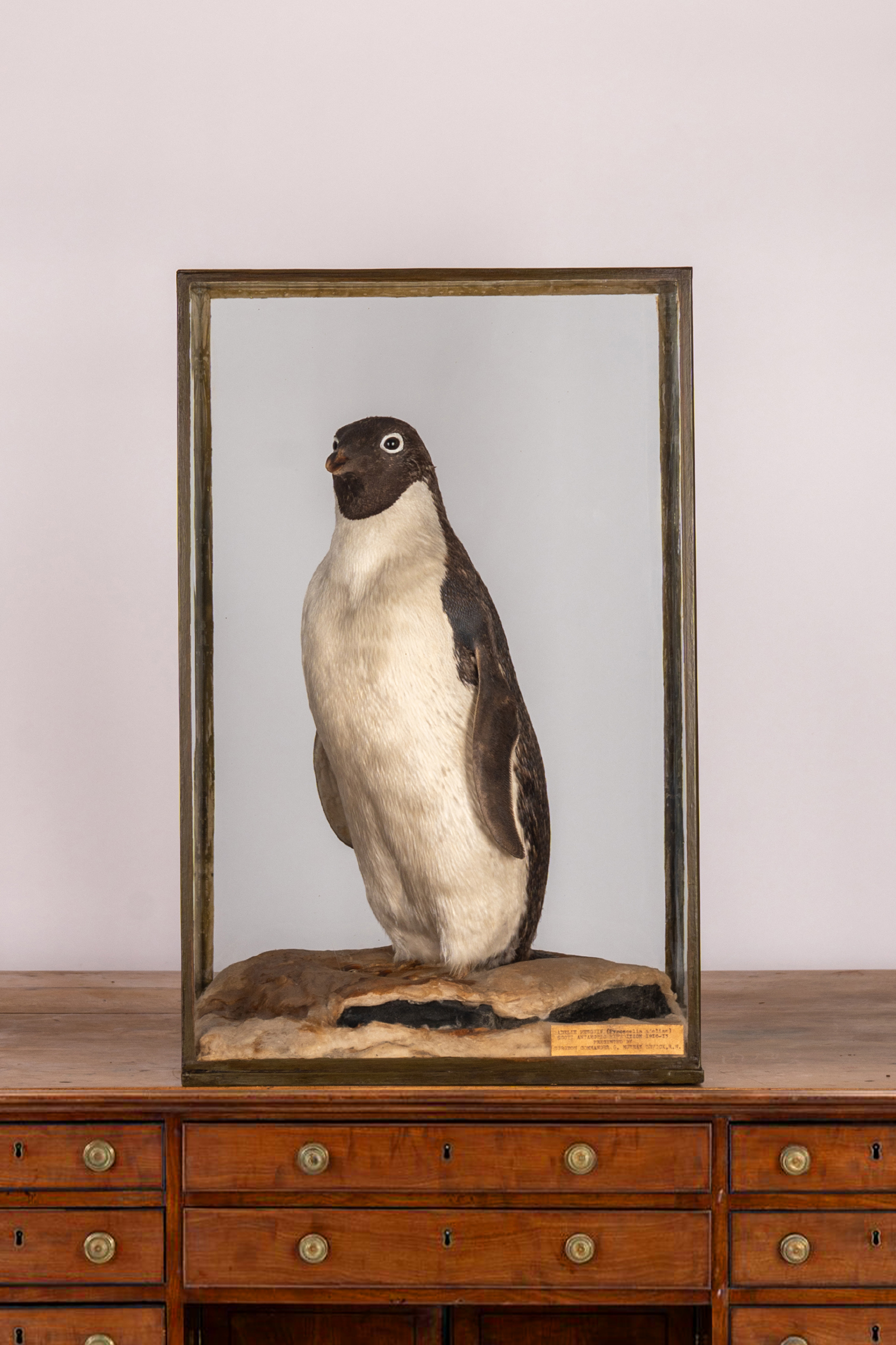 Adelies Penguin From The Terra Nova Arctic Expedition