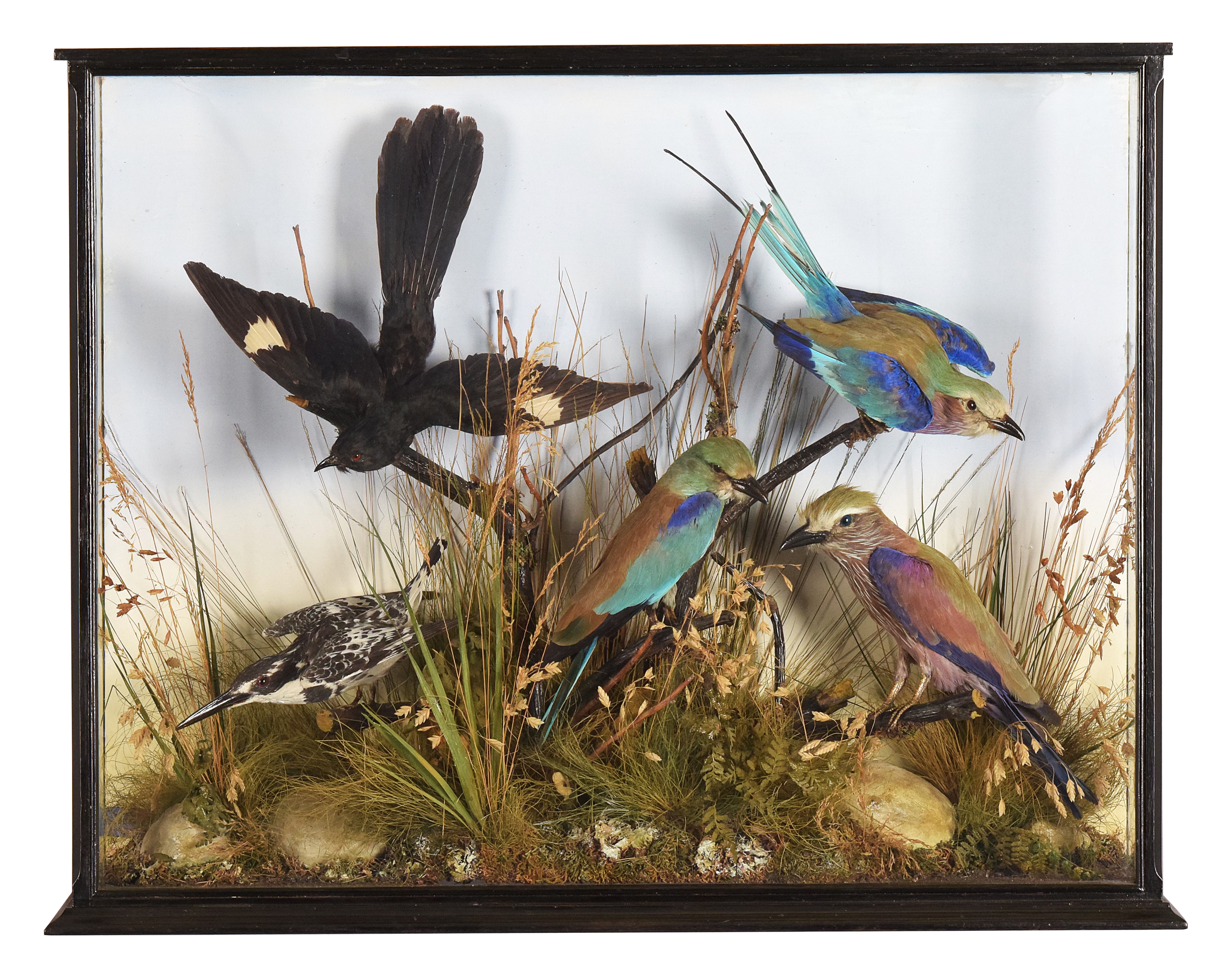 Birds Of Africa By Macleay Of Inverness