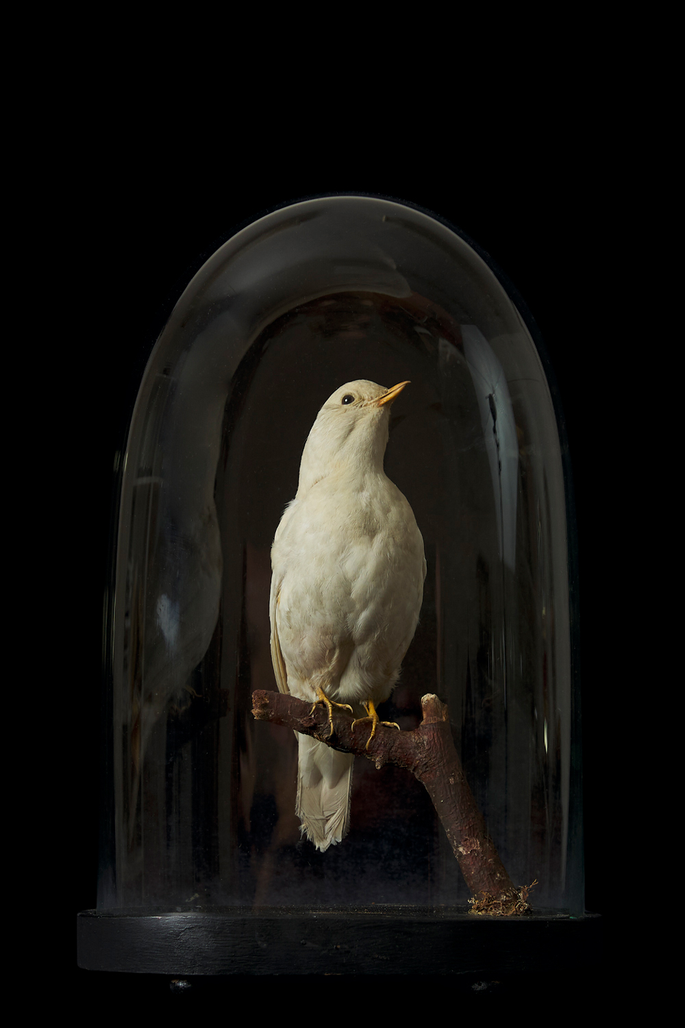 Albino Mistle Thrush