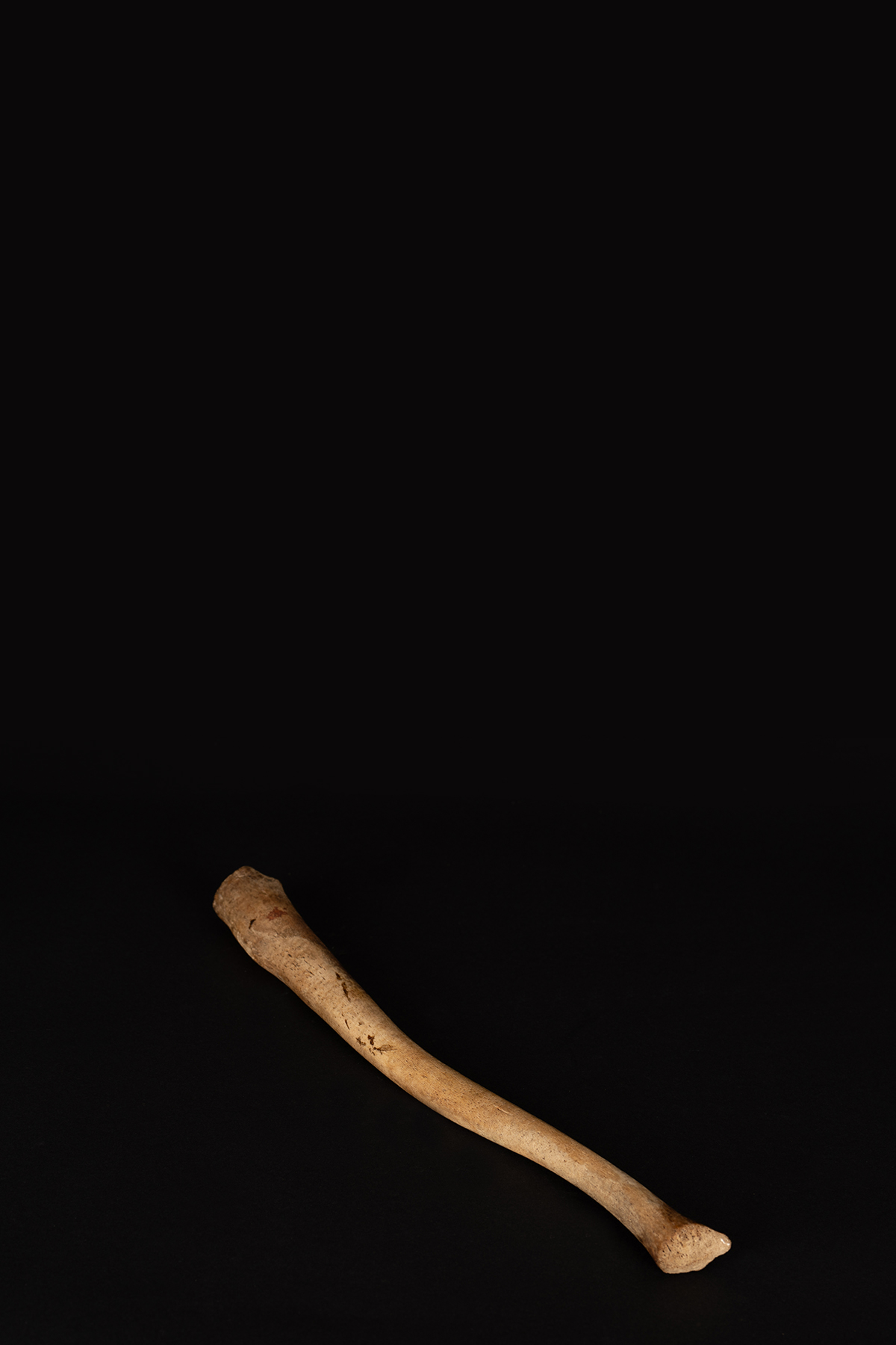 Antique Walrus Baculum