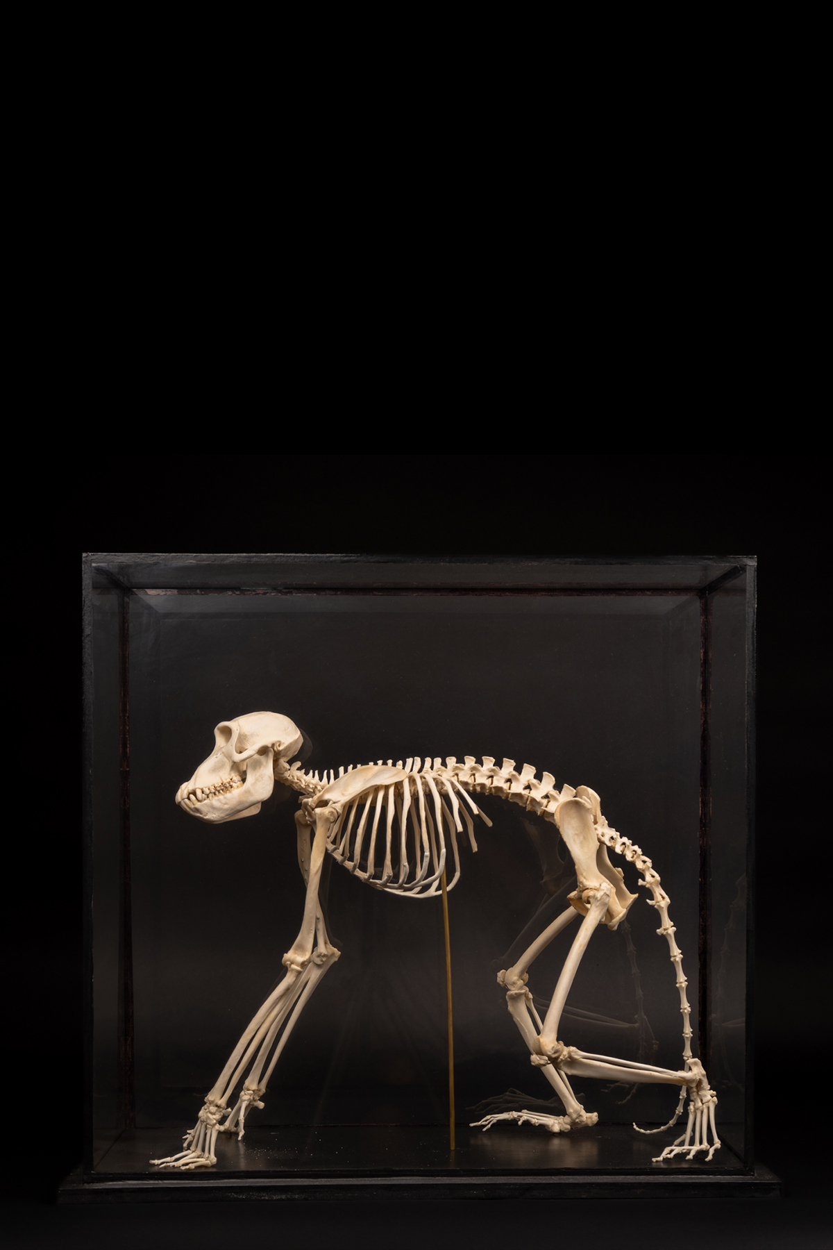 Baboon Skeleton