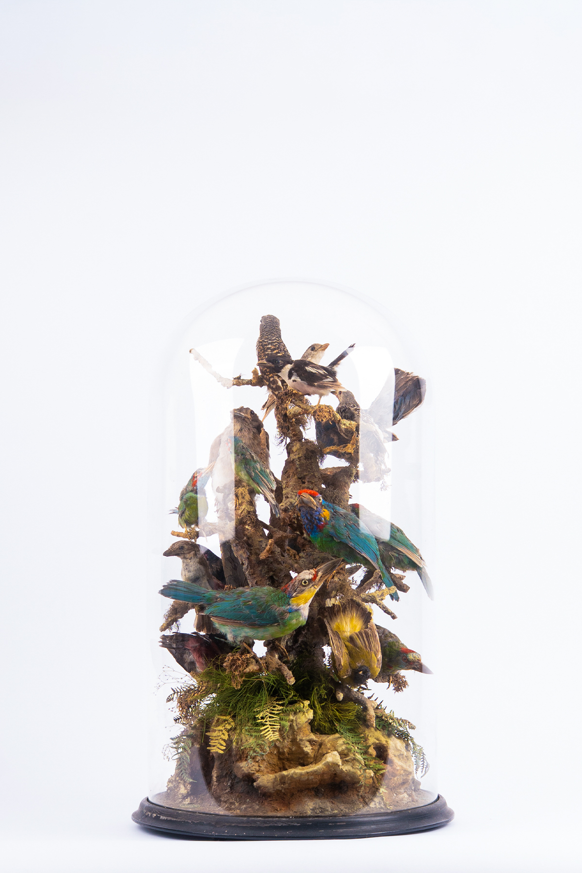Birds Of India Taxidermy Dome By Peter Spicer