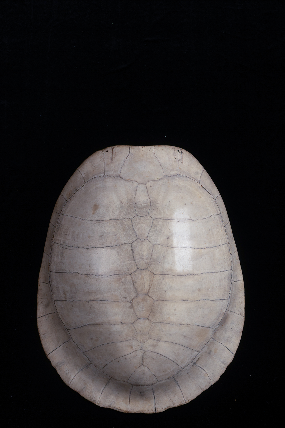Blonde Giant Turtle Shell Carapace
