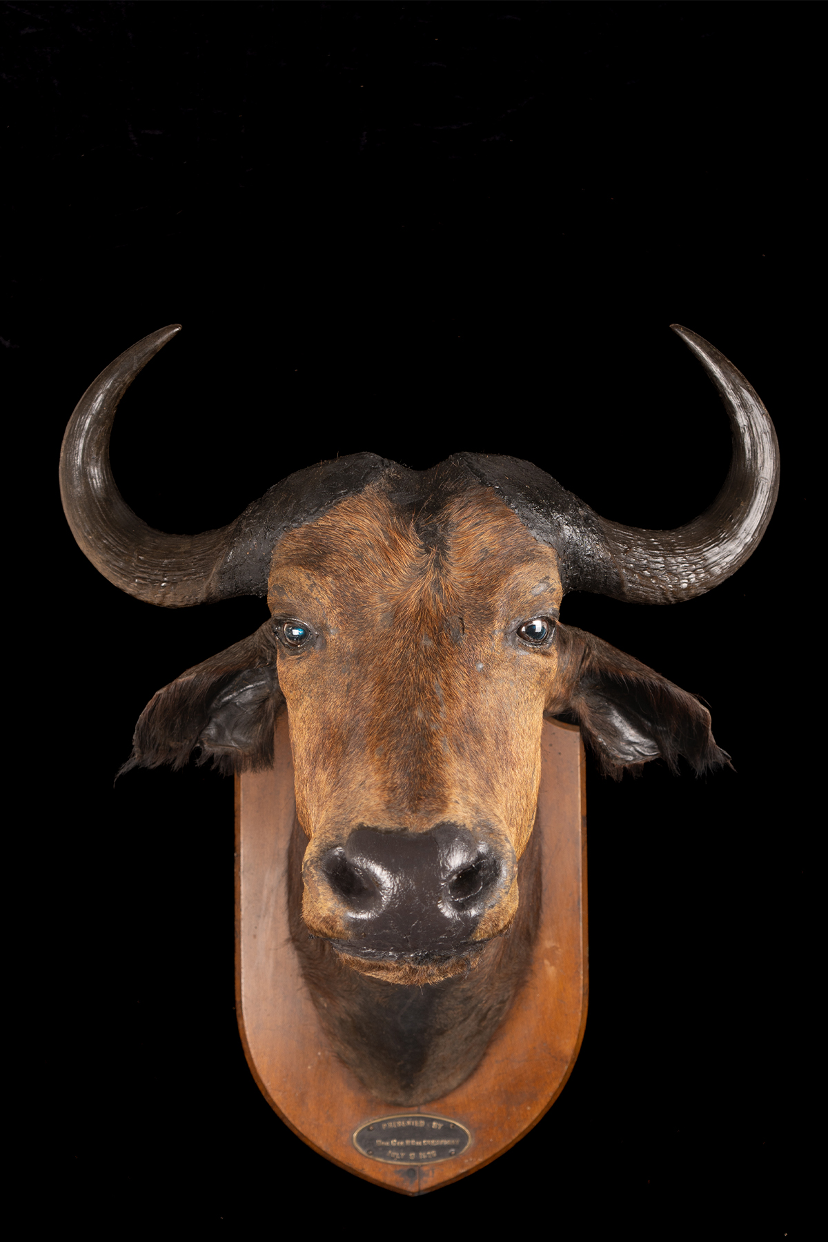 Buffalo Head By Shot By Claude Raul Champion De Crespigny