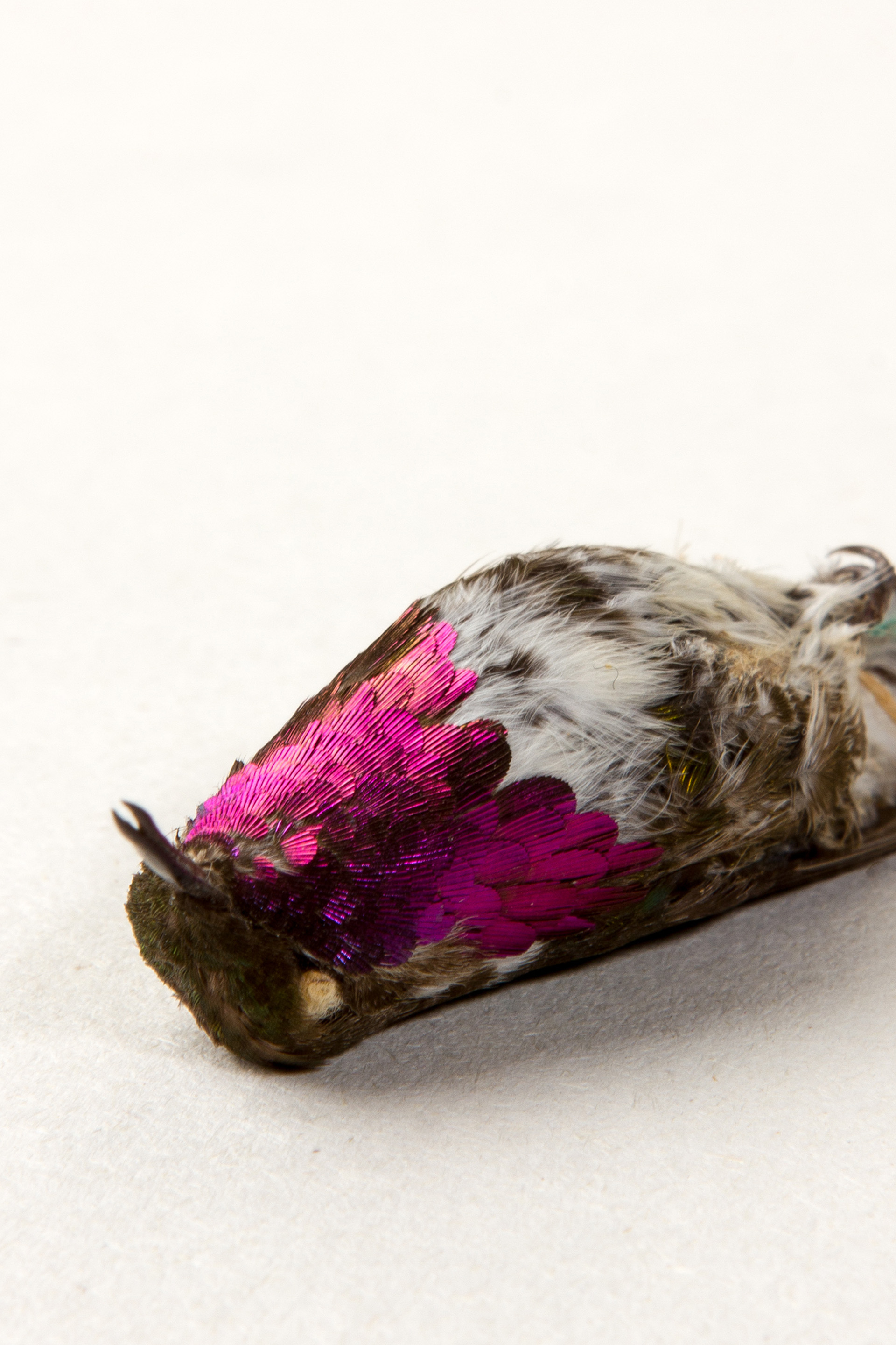 Bumblebee hummingbird