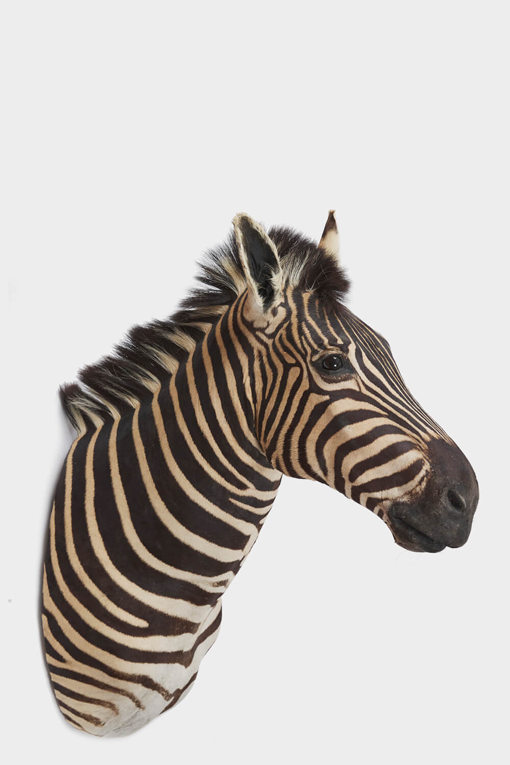 Burchells Zebra Head