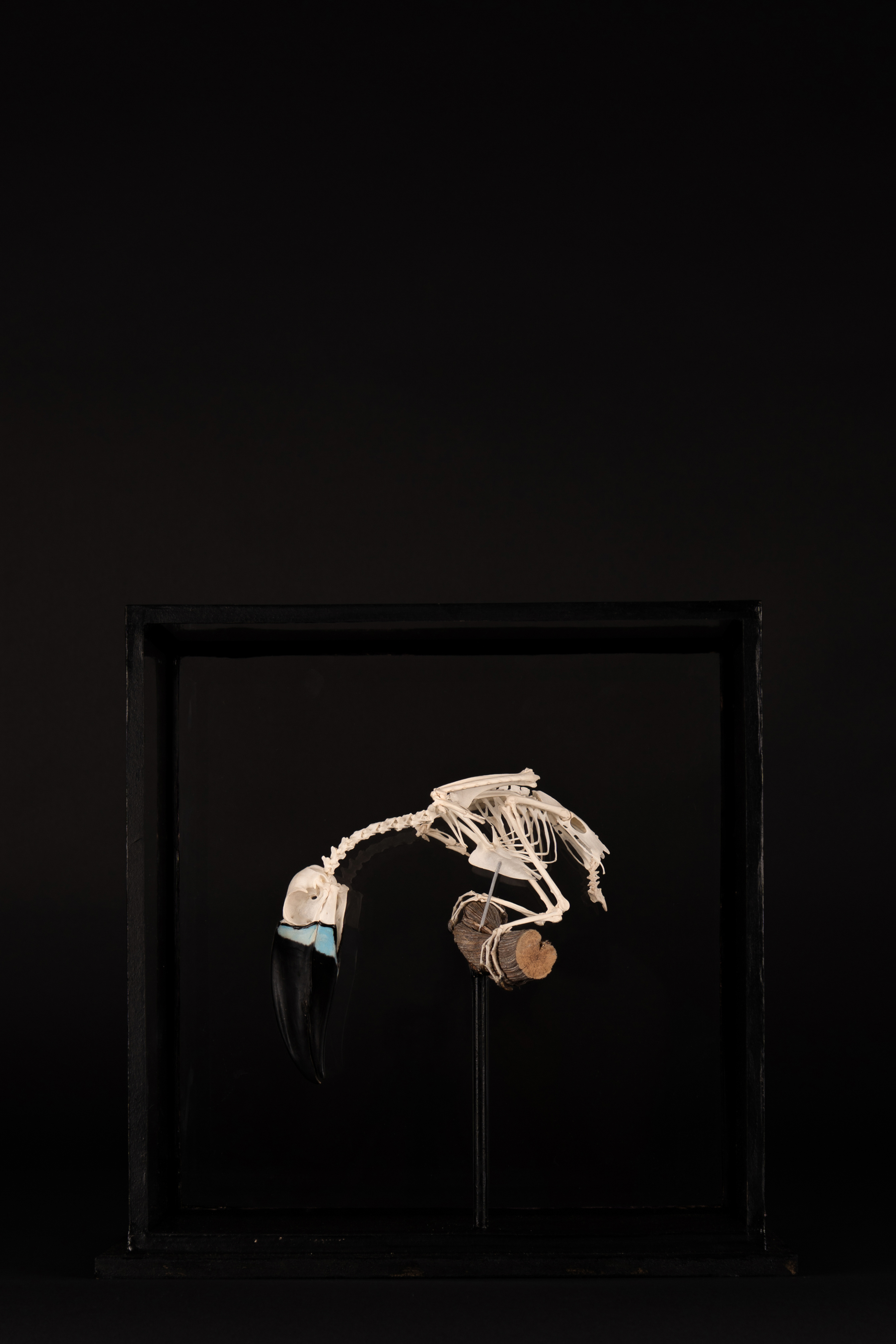 Channel-billed Toucan Skeleton