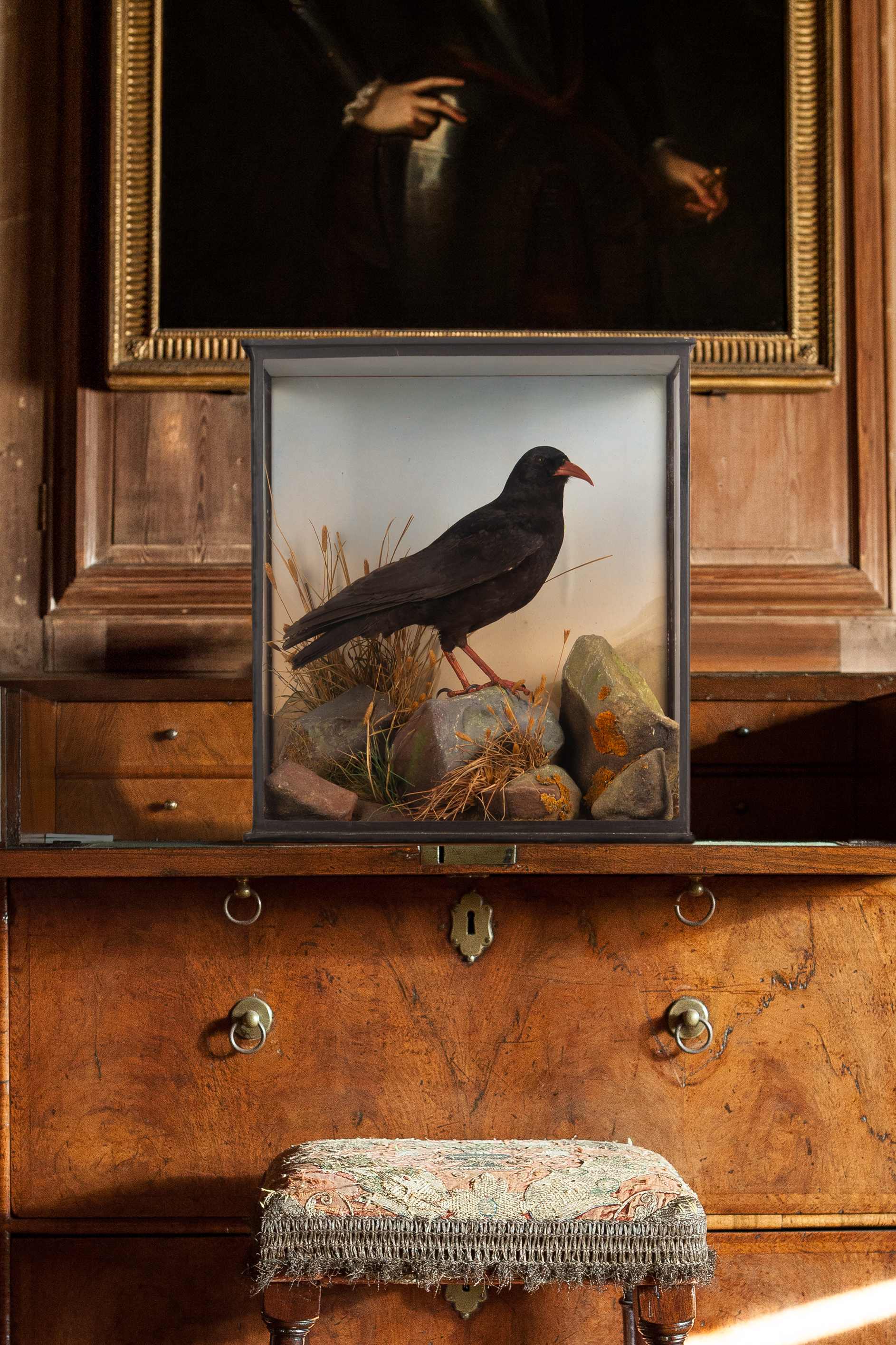 Chough Taxidermy Case Attributed To Rowland Ward