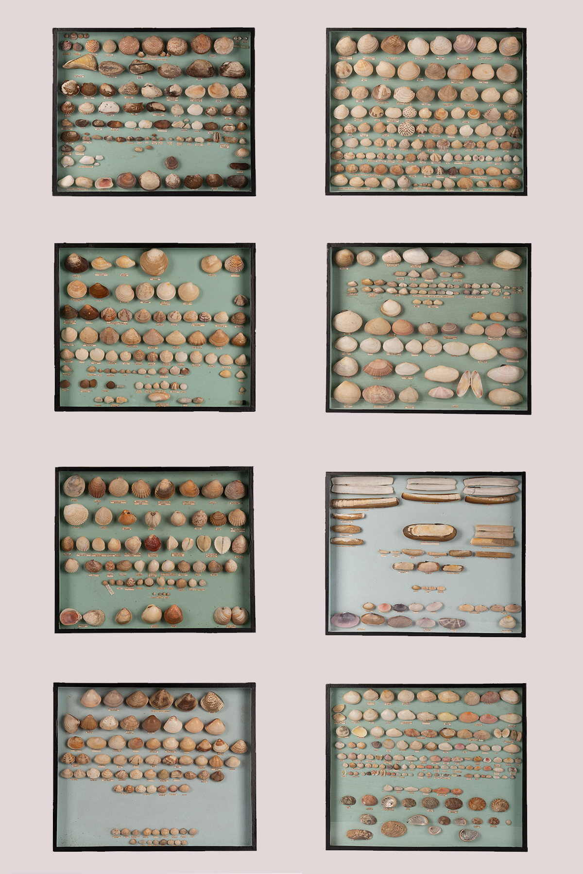 Collection Of Cockle Shells Including Specimens From Okinawa And Fiji