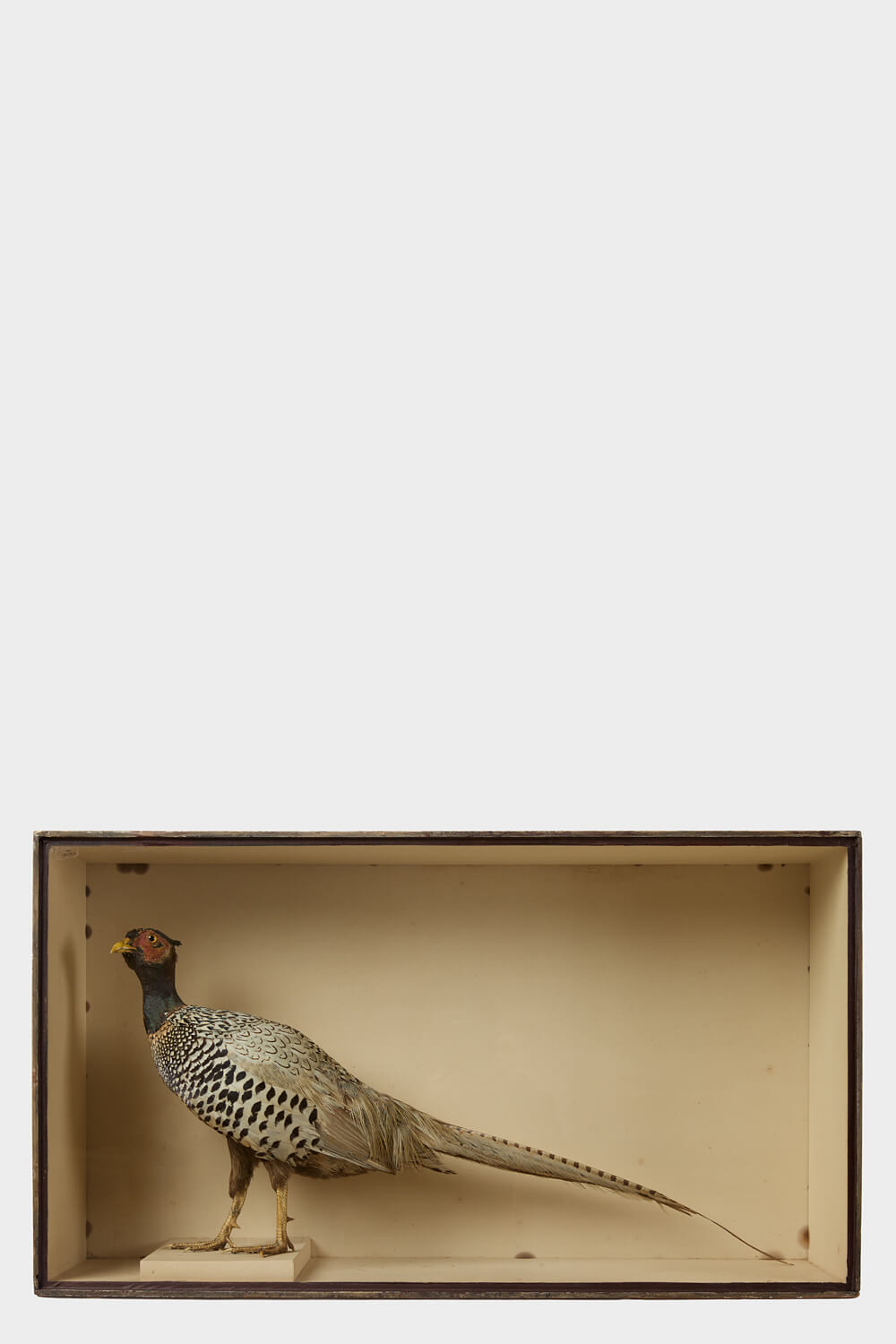 Common Pheasant By Celebrated Victorian Taxidermist Robert Duncan