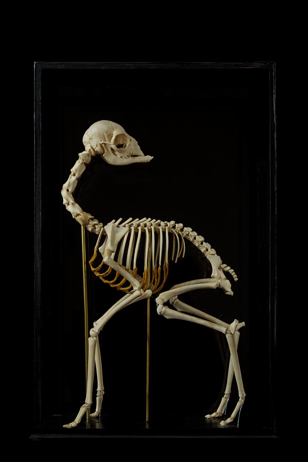 Complete Skeleton Of A Baby Lama