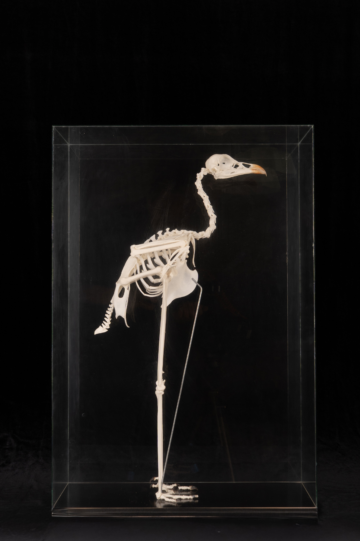 Crane Skeleton