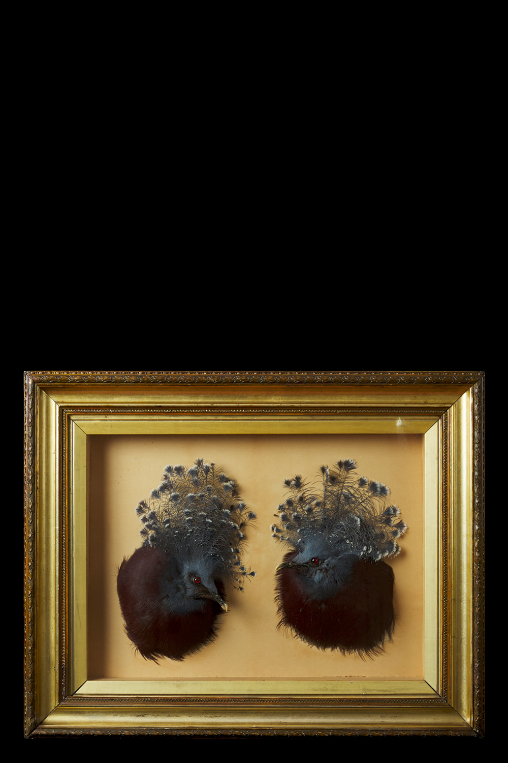 Crowned Pigeon Heads Attributed To John Spicer