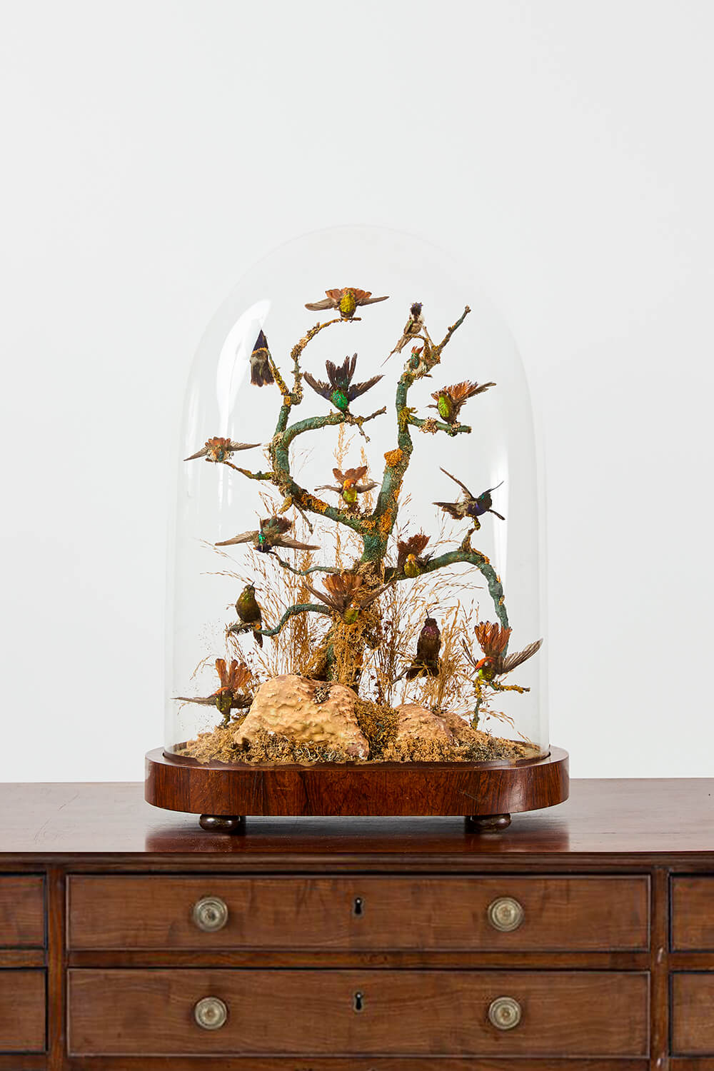 Exceptional Hummingbird Dome Circa 1880