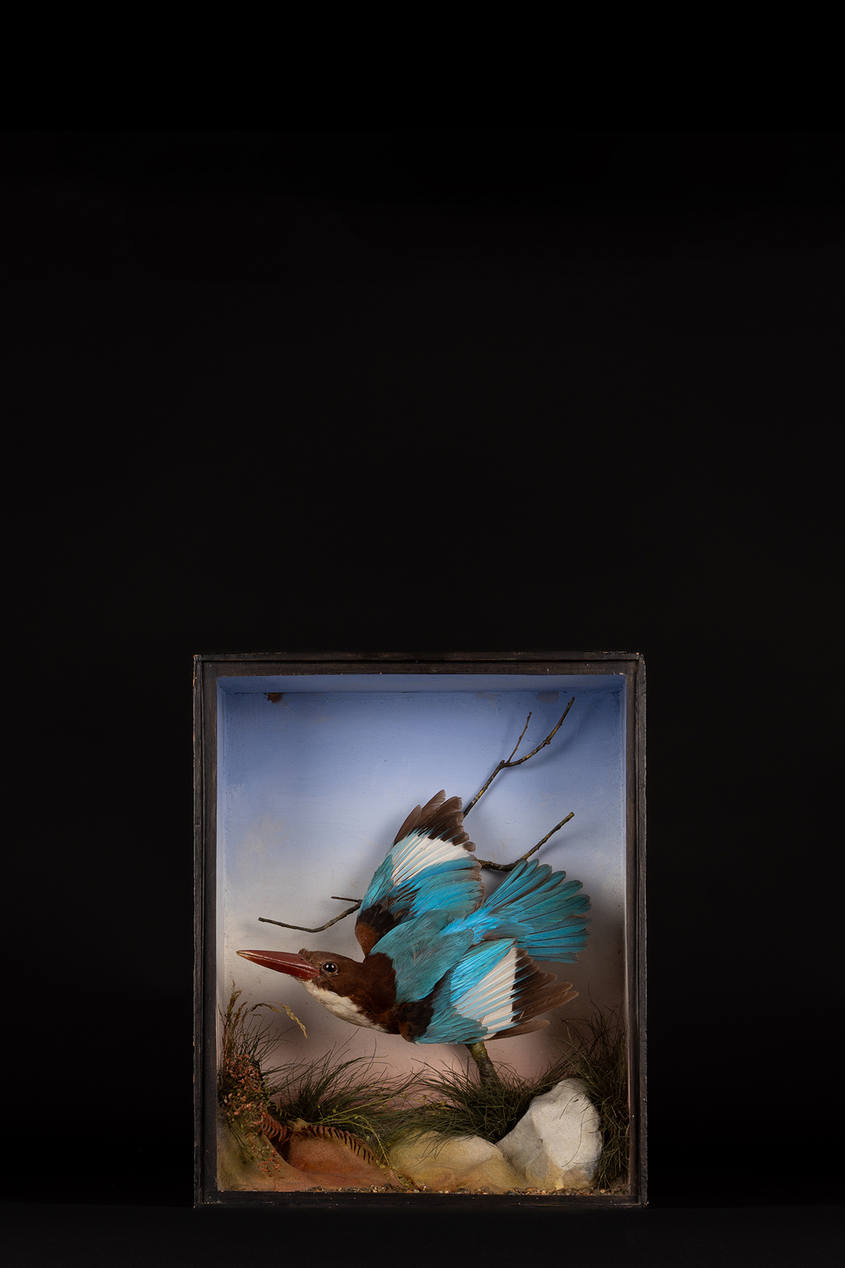 Exotic Kingfisher By James Gardner