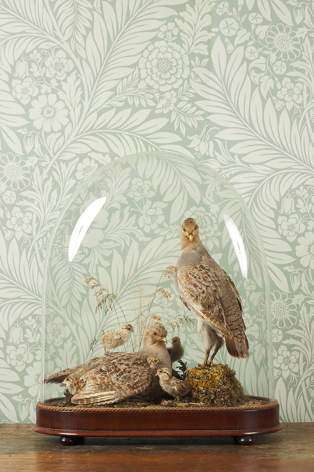 Fine Regency Period English Partridge Dome