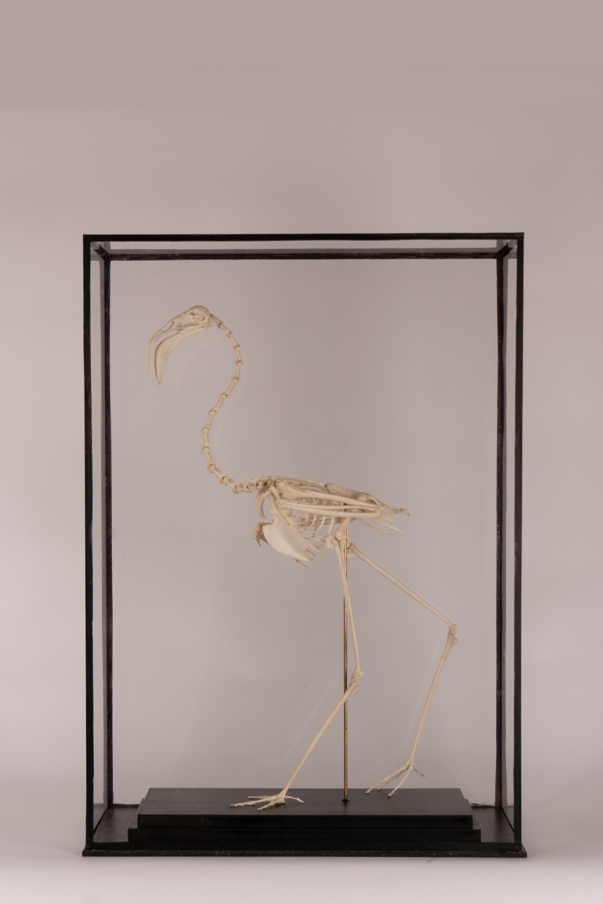 Flamingo Skeleton