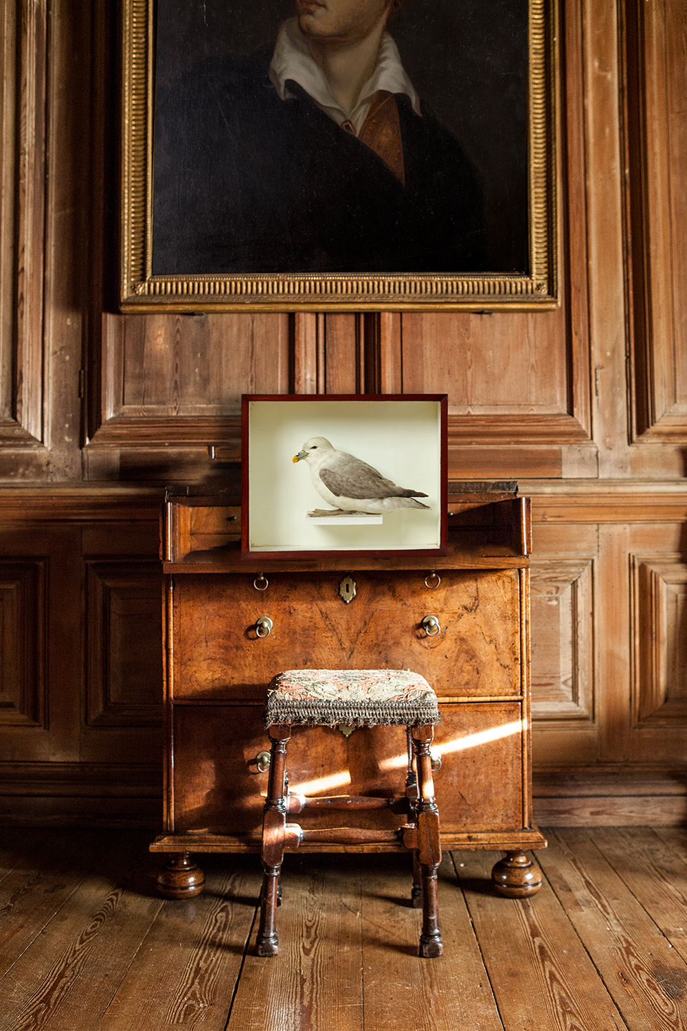 Fulmar Attributed To Robert Duncan