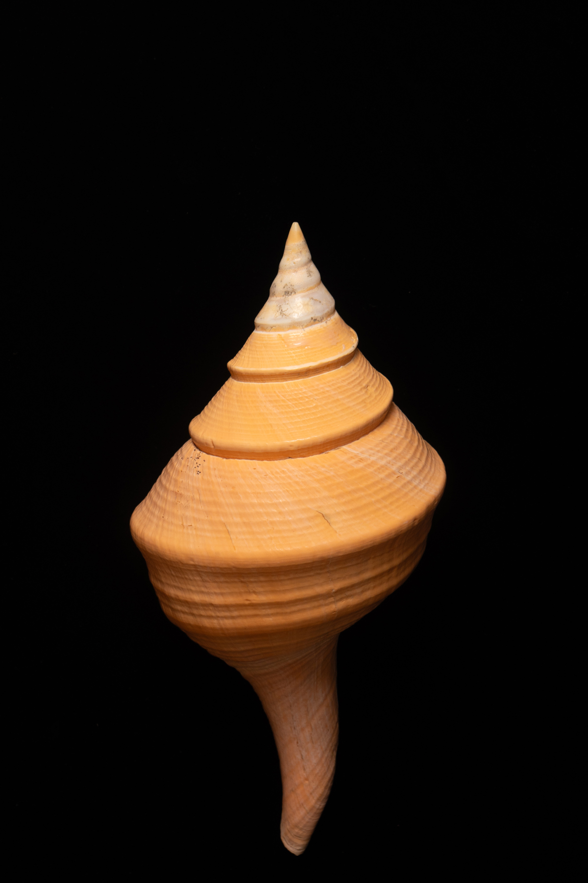 Gigantic Australian Trumpet Shell