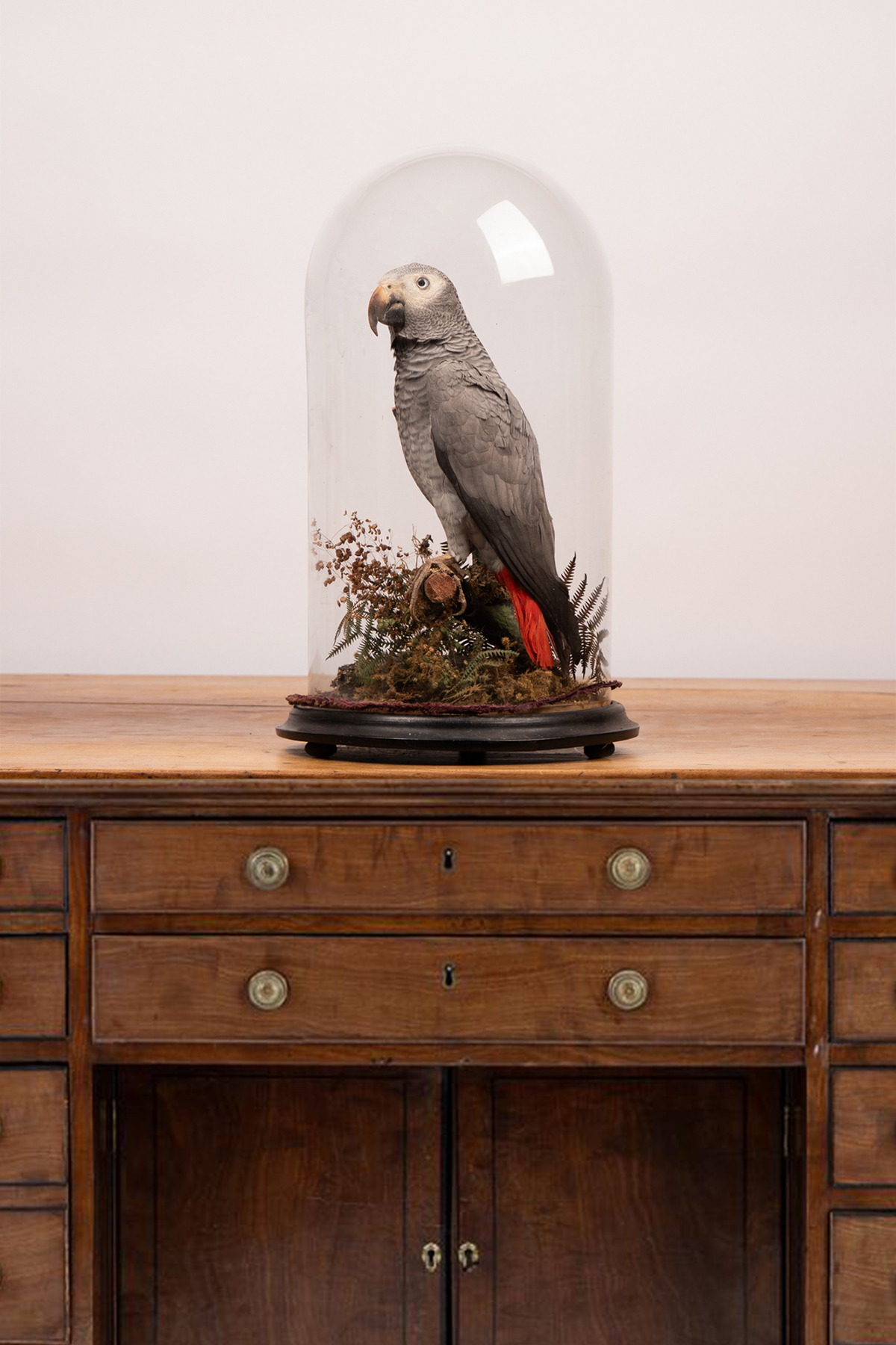 Henry Shaw Taxidermy African Grey Parrot