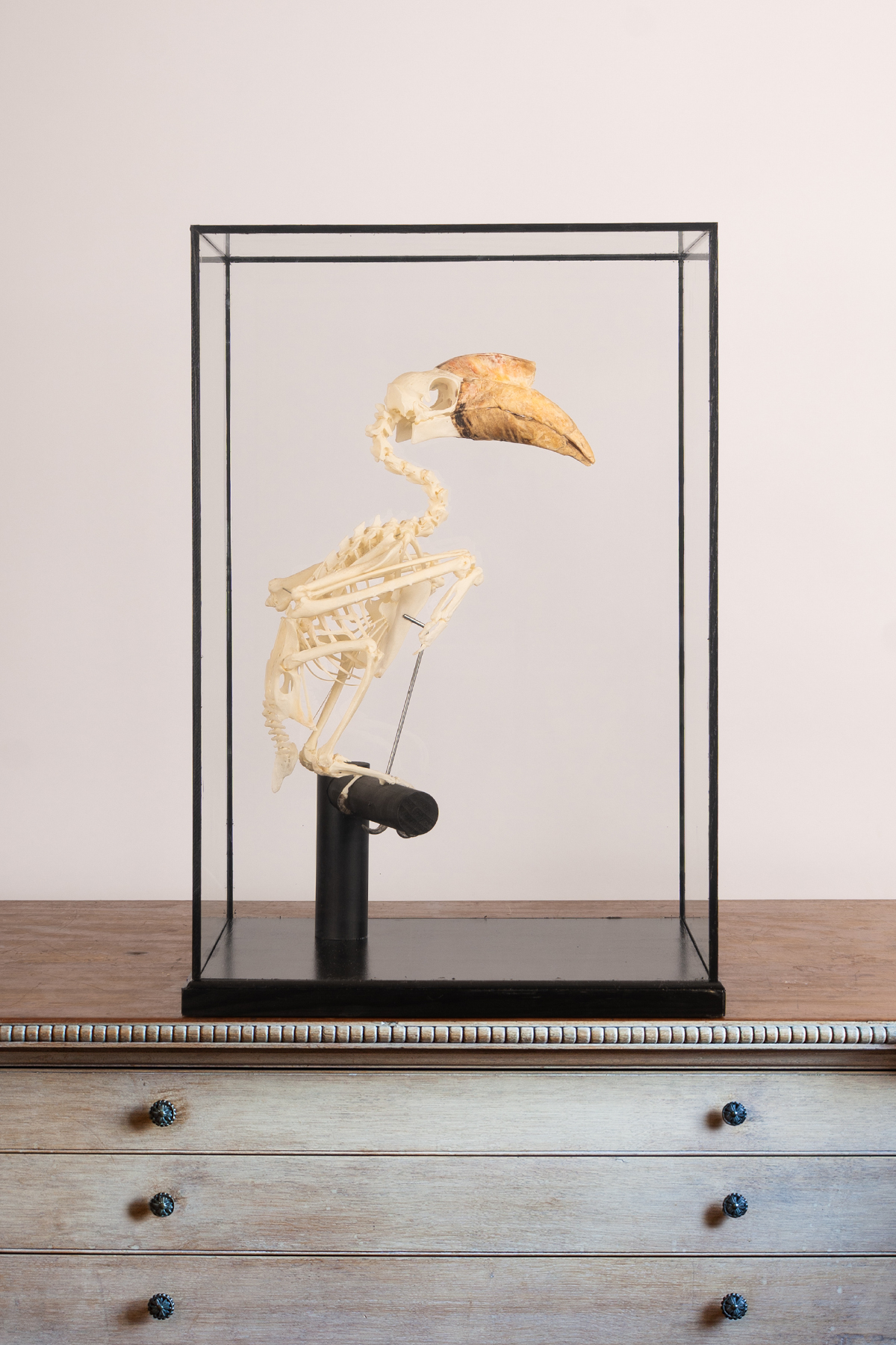 Wrinkled Hornbill Skeleton