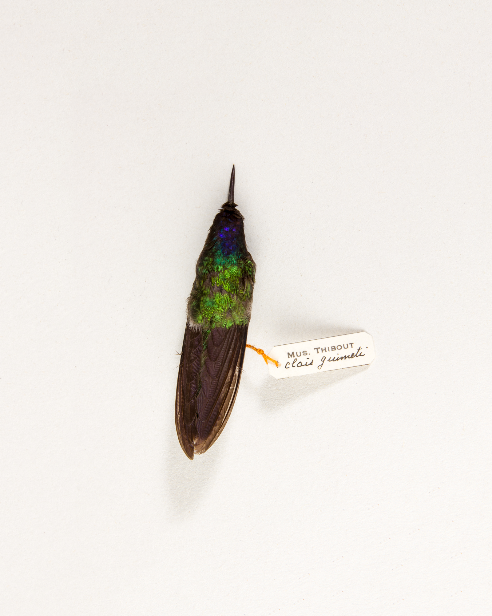 Violet-headed Hummingbird