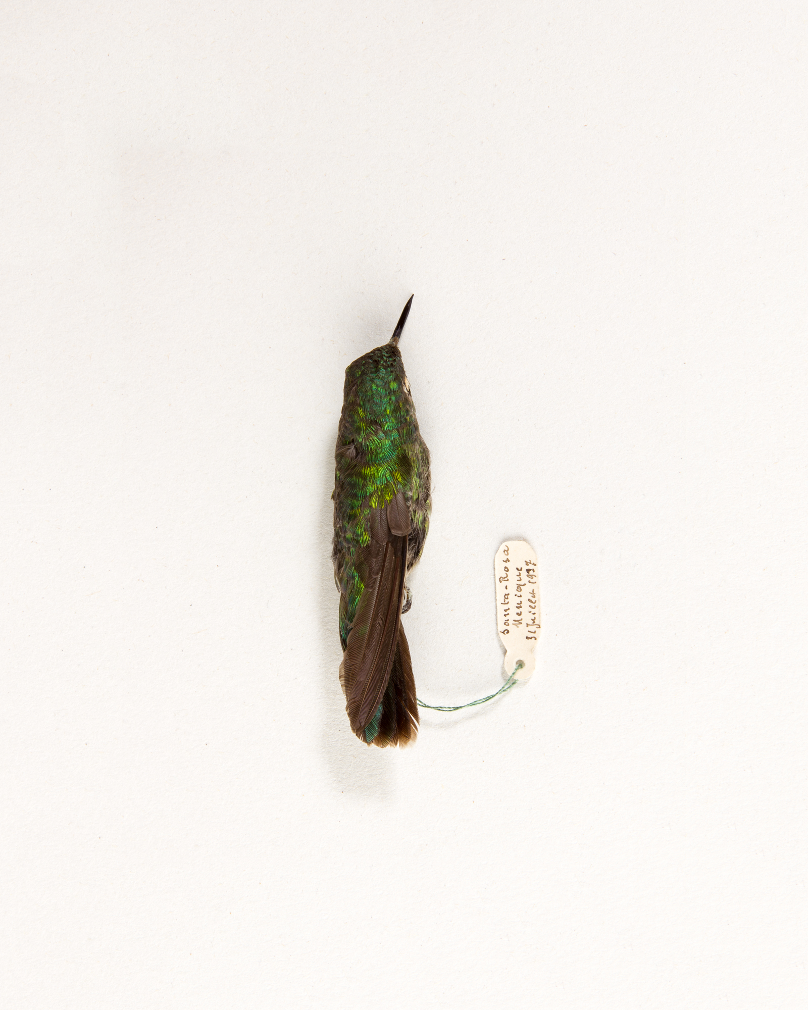 Emerald-chinned hummingbird