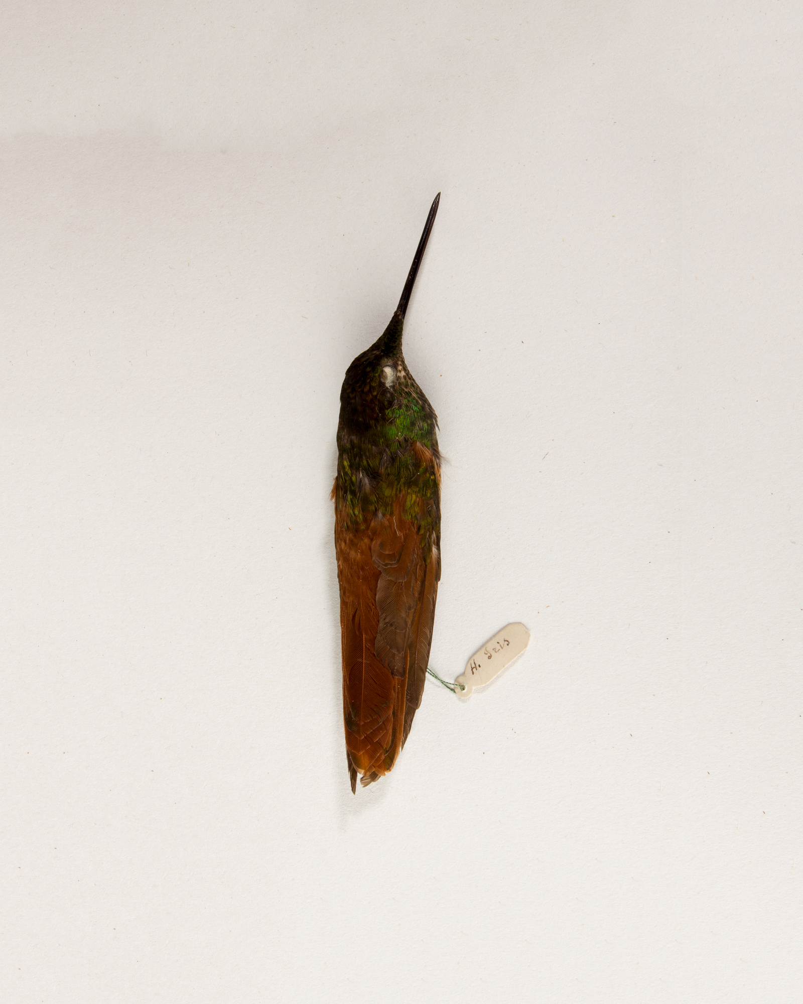 Rainbow starfrontlet