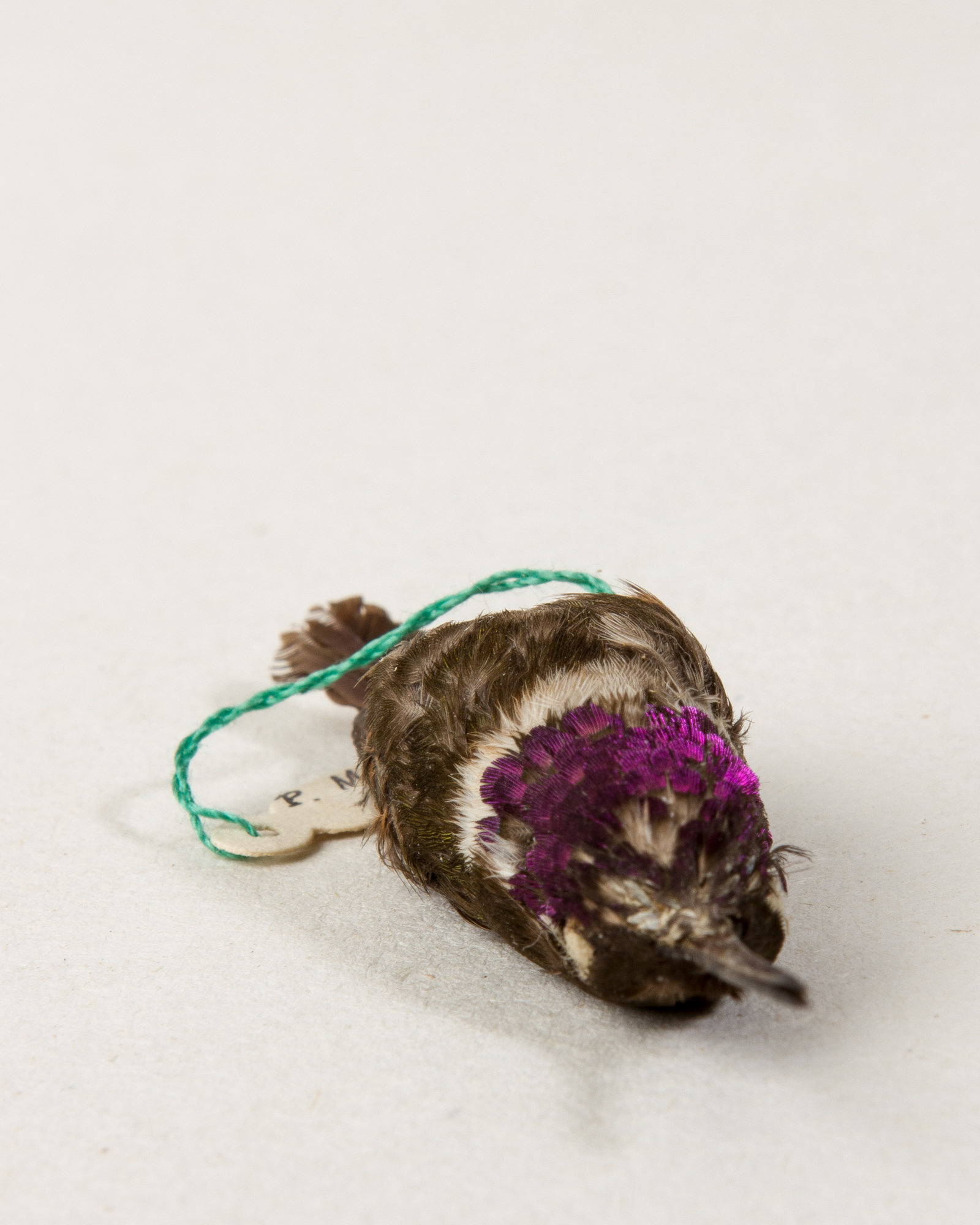 Purple-throated woodstar