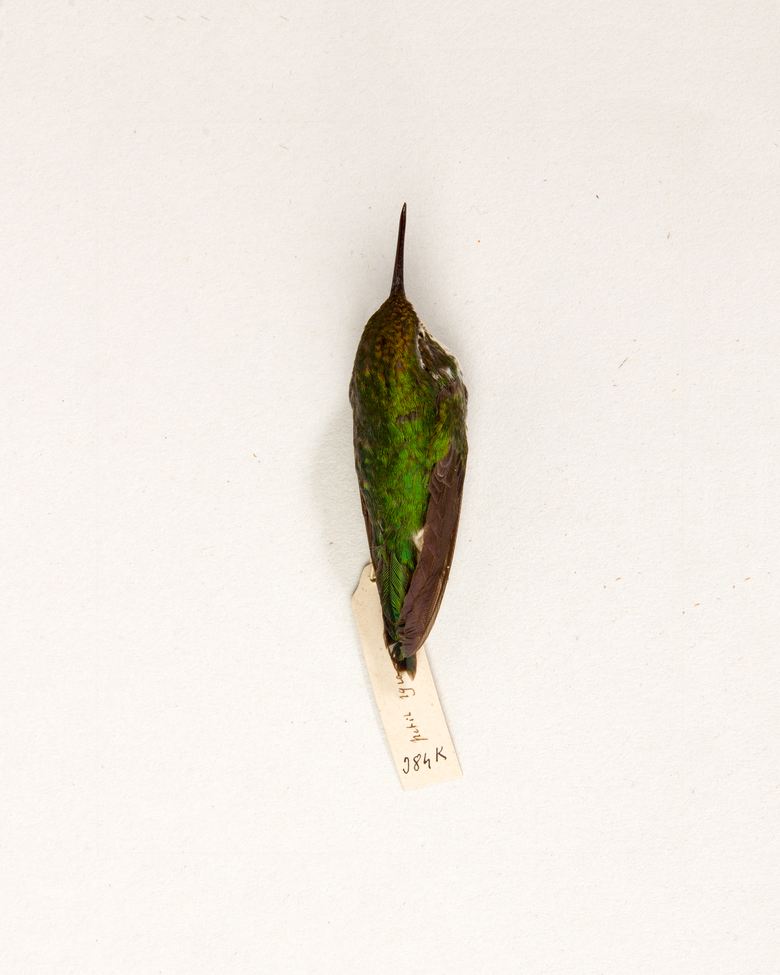 Peruvian Racket-tail