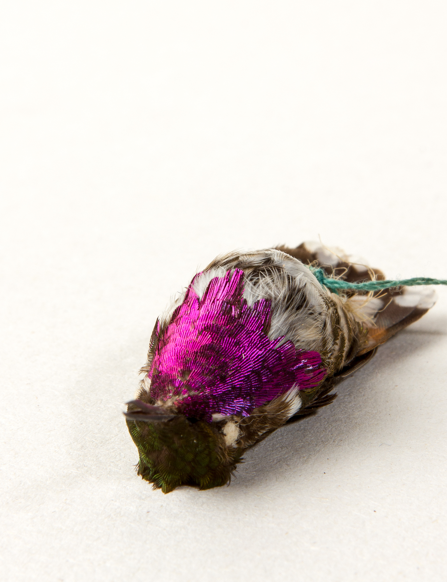 Bumblebee hummingbird