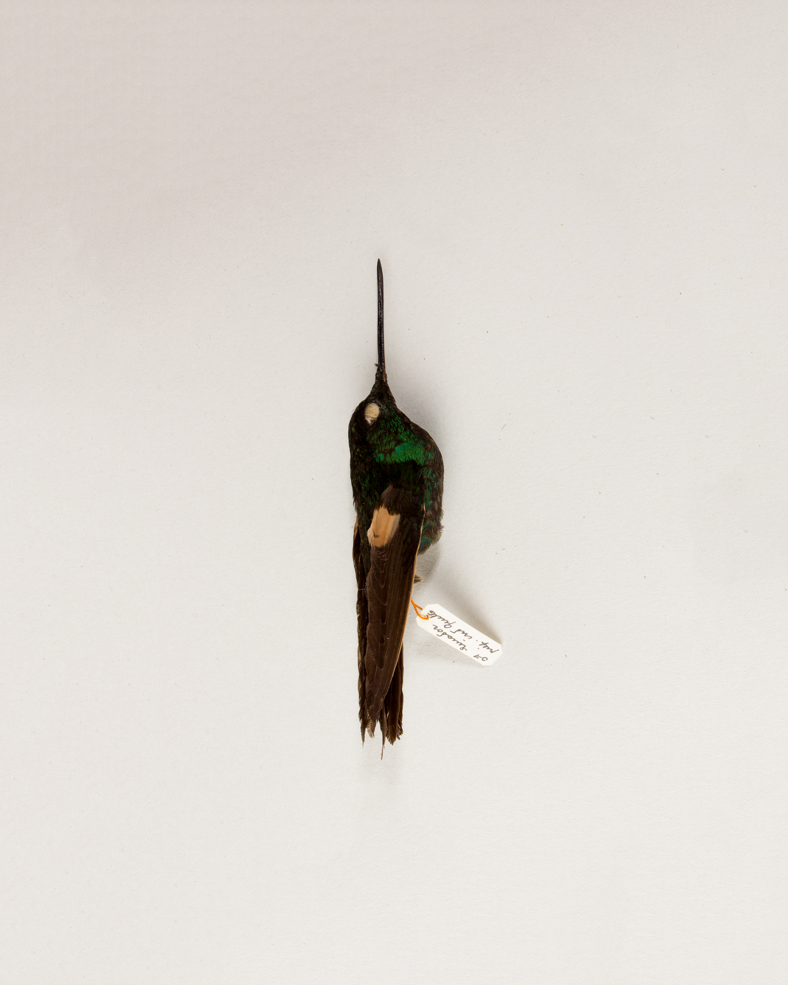 Buff-winged starfrontlet