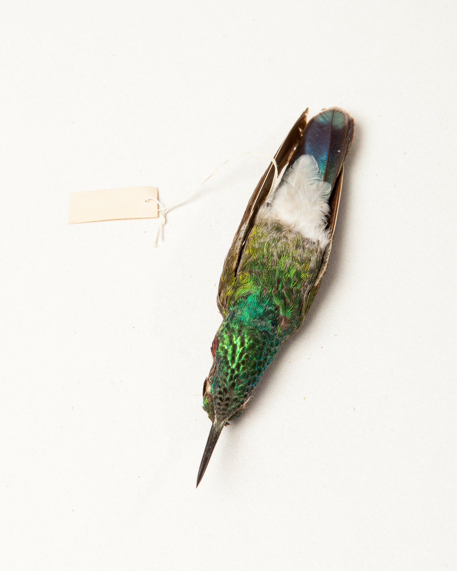 White-vented violetear