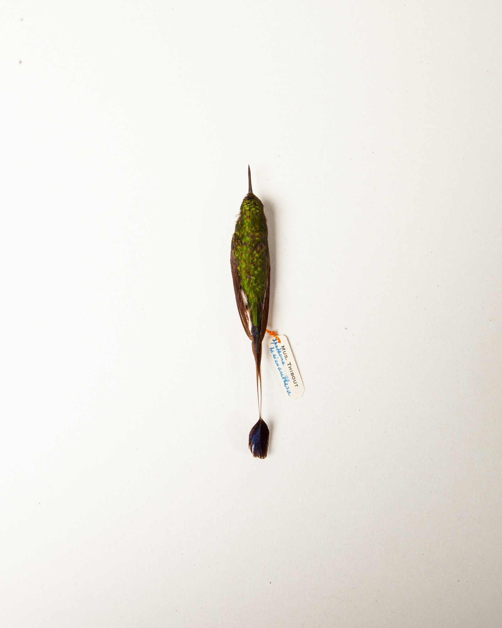 White-booted Racket-tail