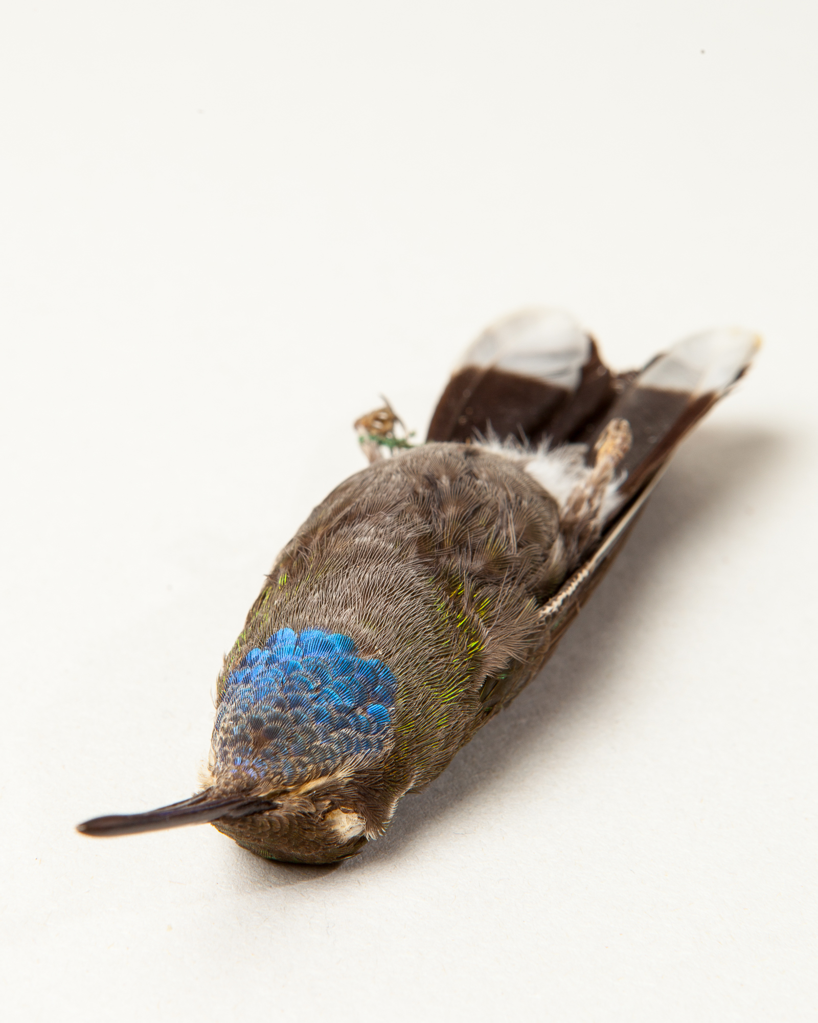 Blue-throated mountaingem