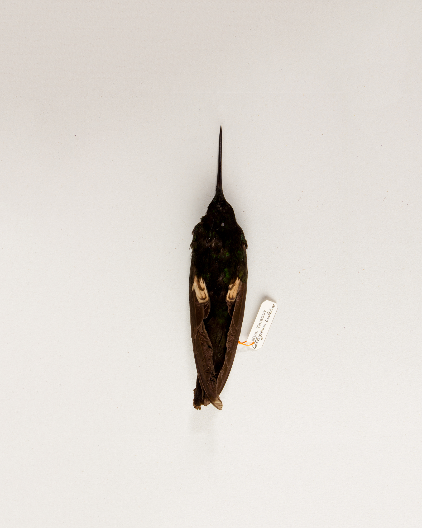 Buff-winged starfrontlet