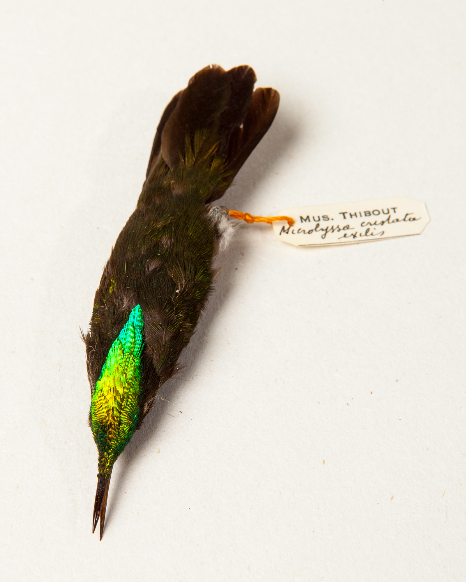 Antillean crested hummingbird