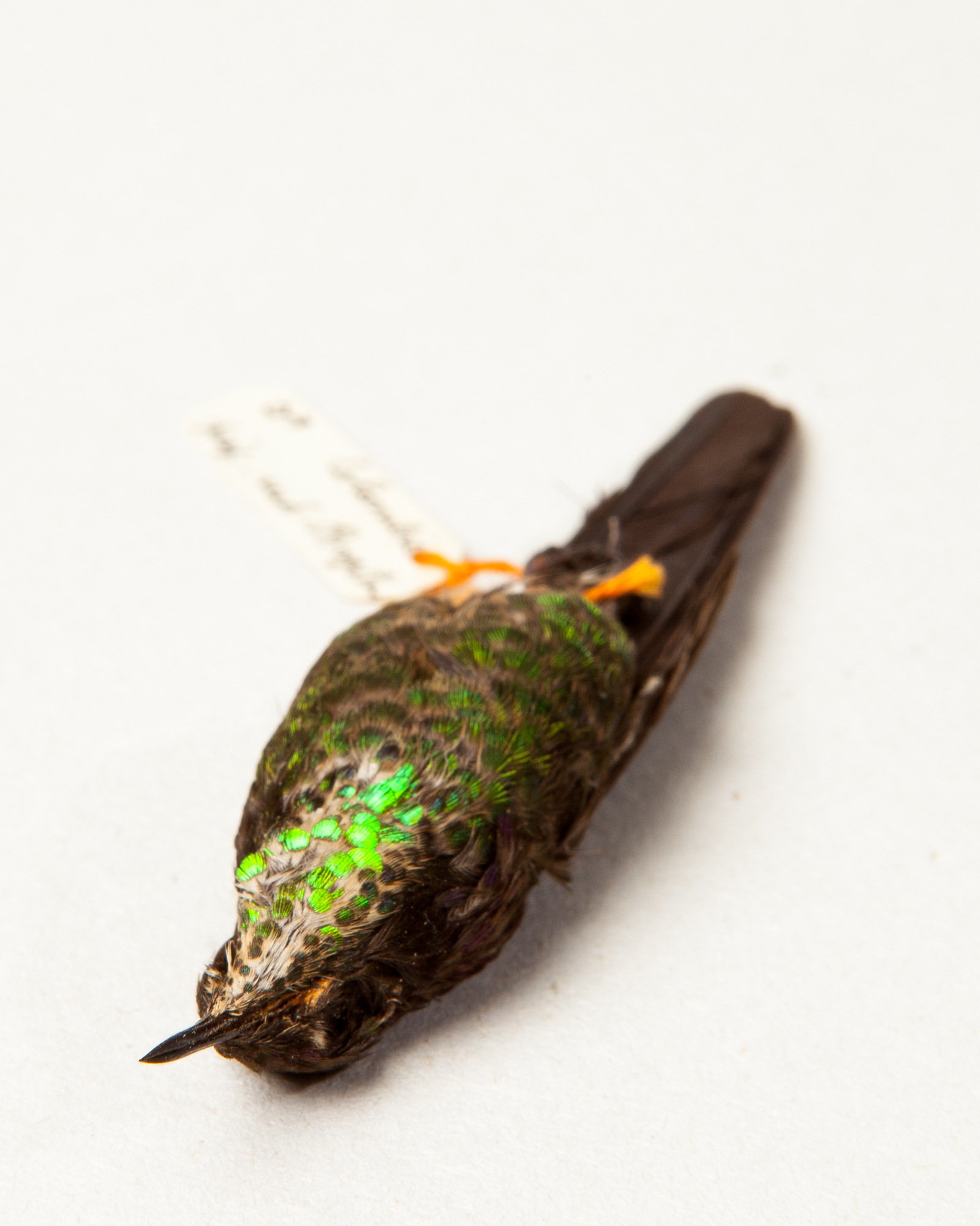 Purple-backed thornbill