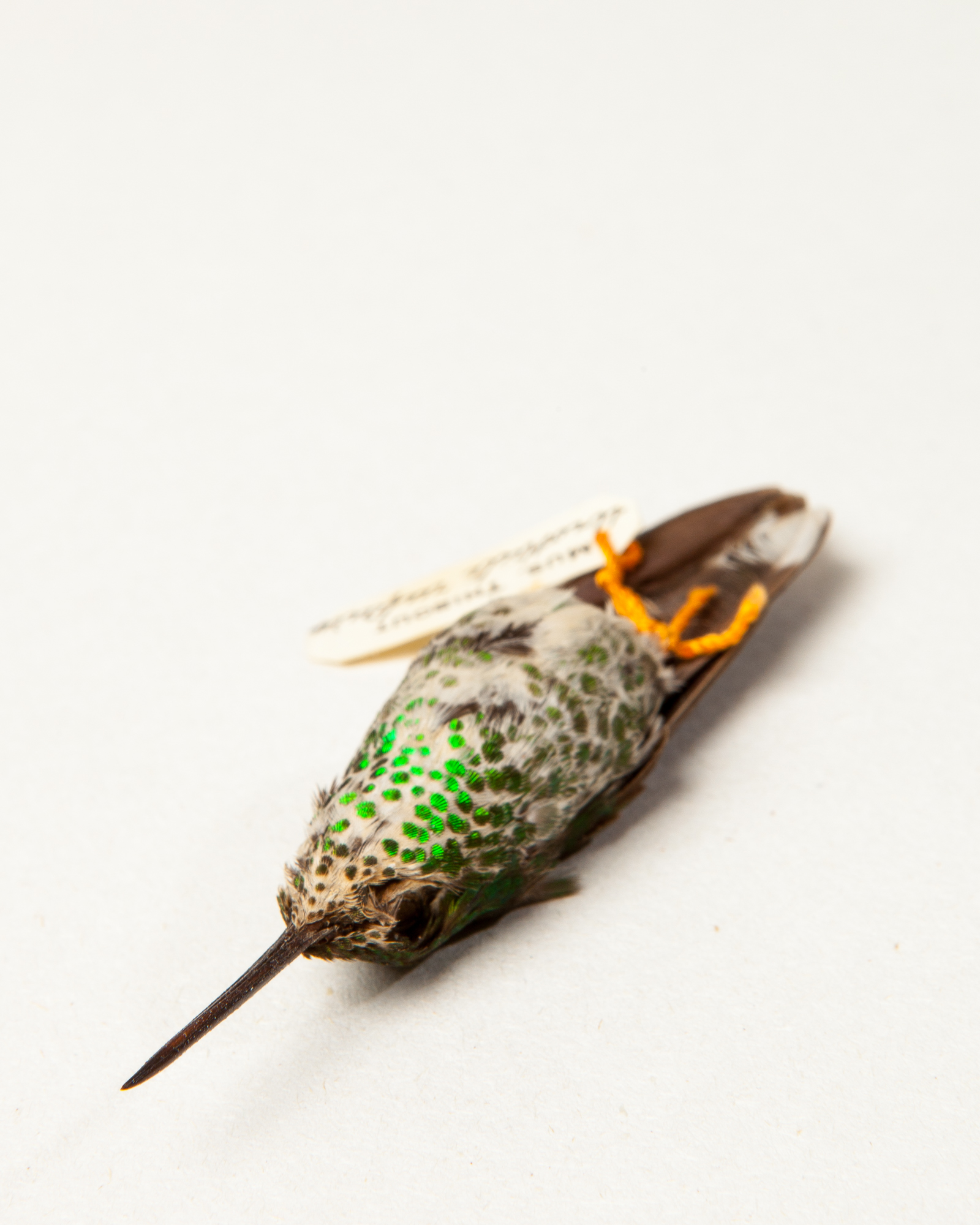 Rufous-vented whitetip