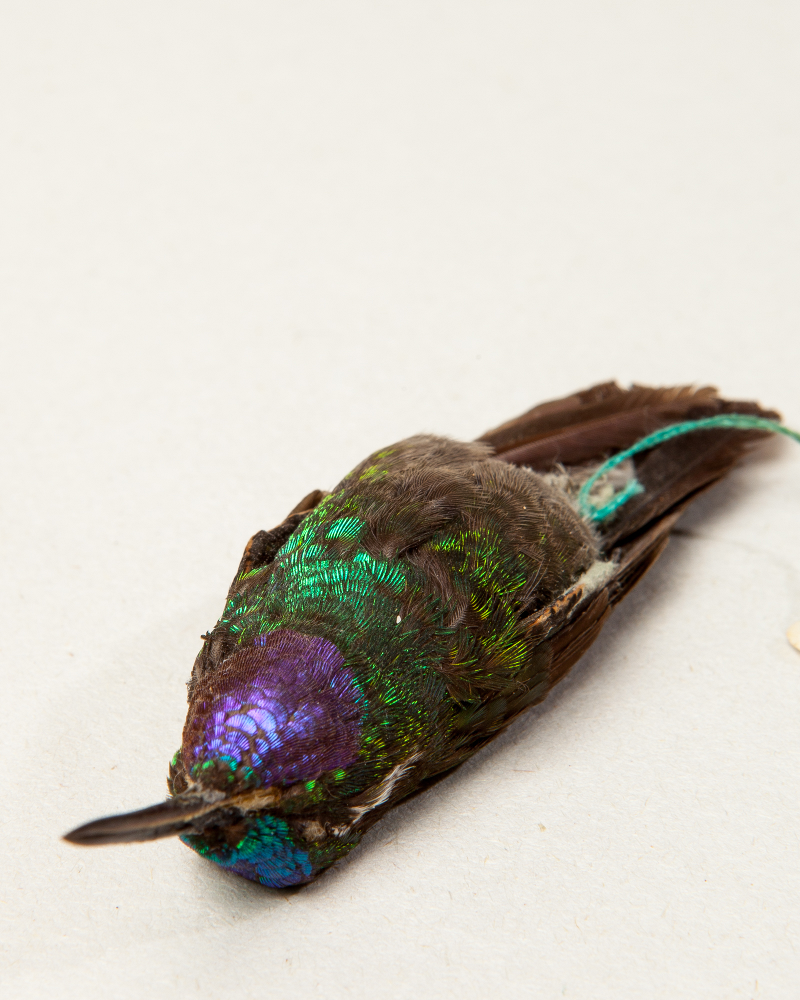 Purple-throated mountaingem