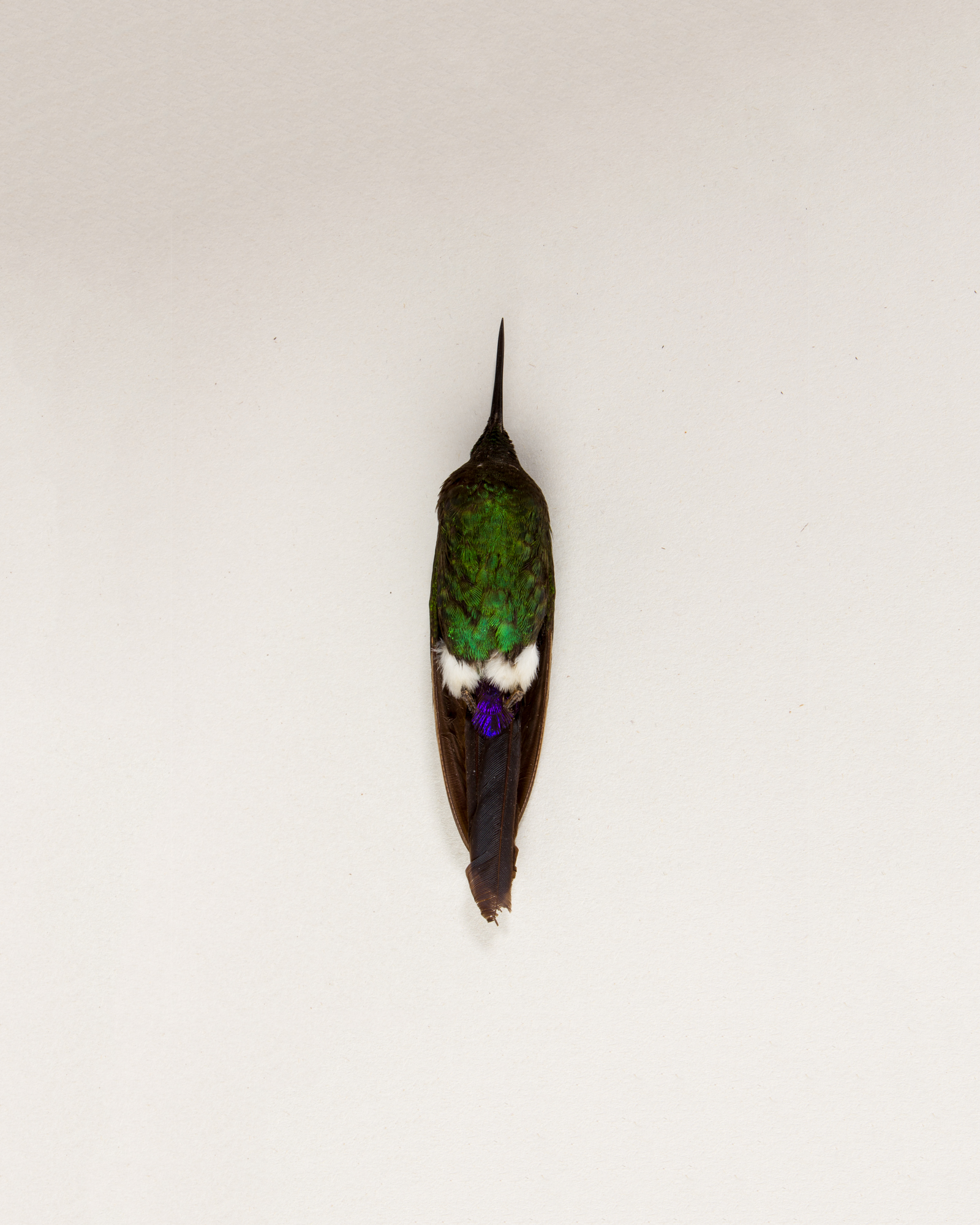 Sapphire-vented puffleg