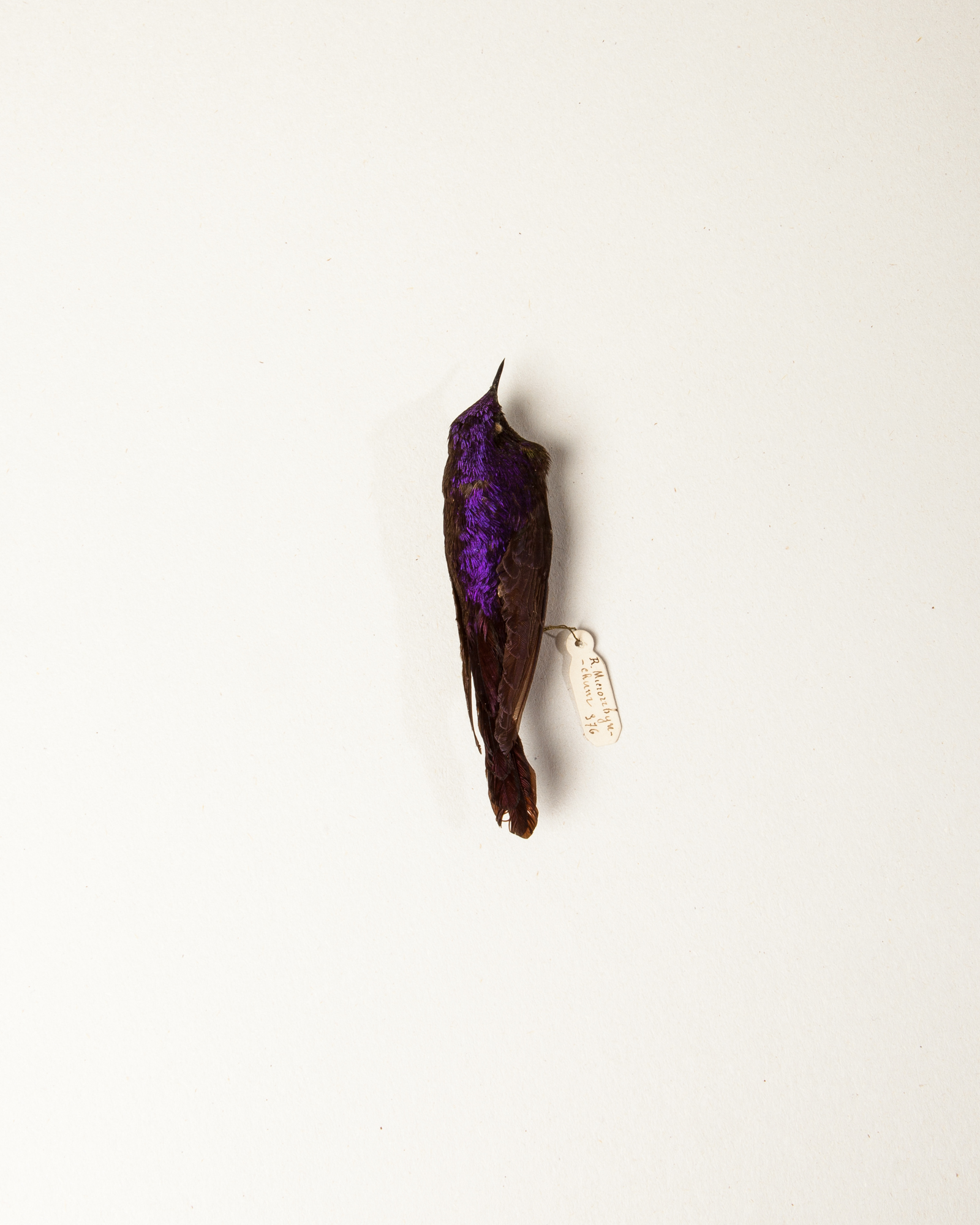 Purple-backed thornbill