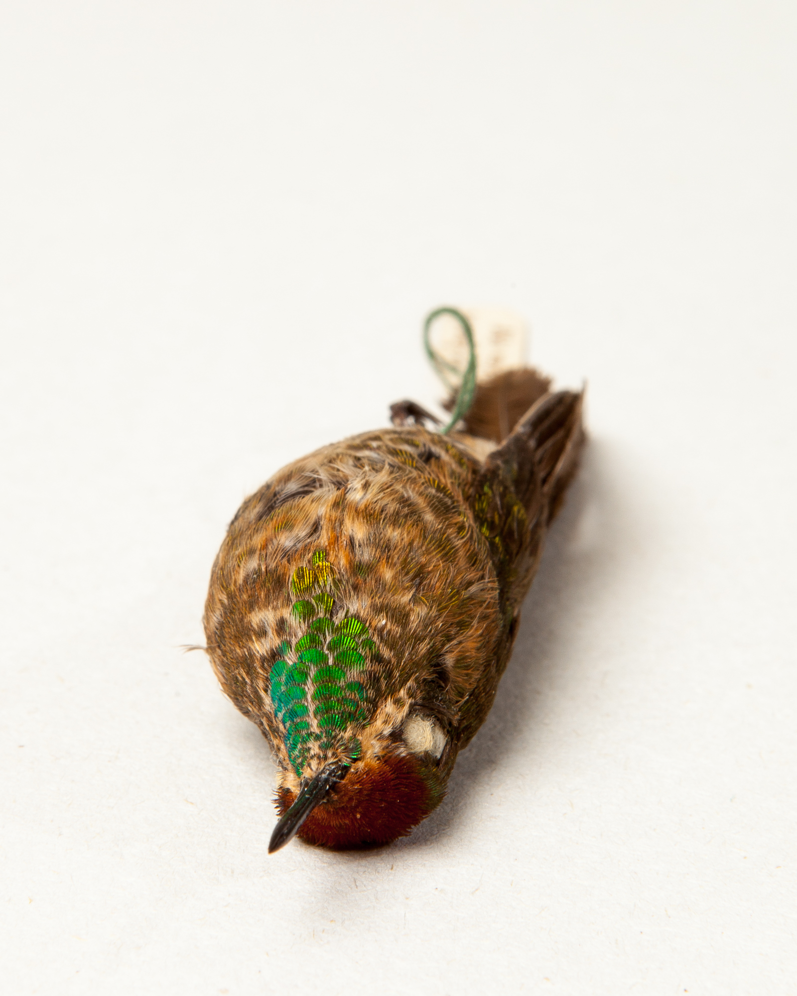 Rufous-capped thornbill