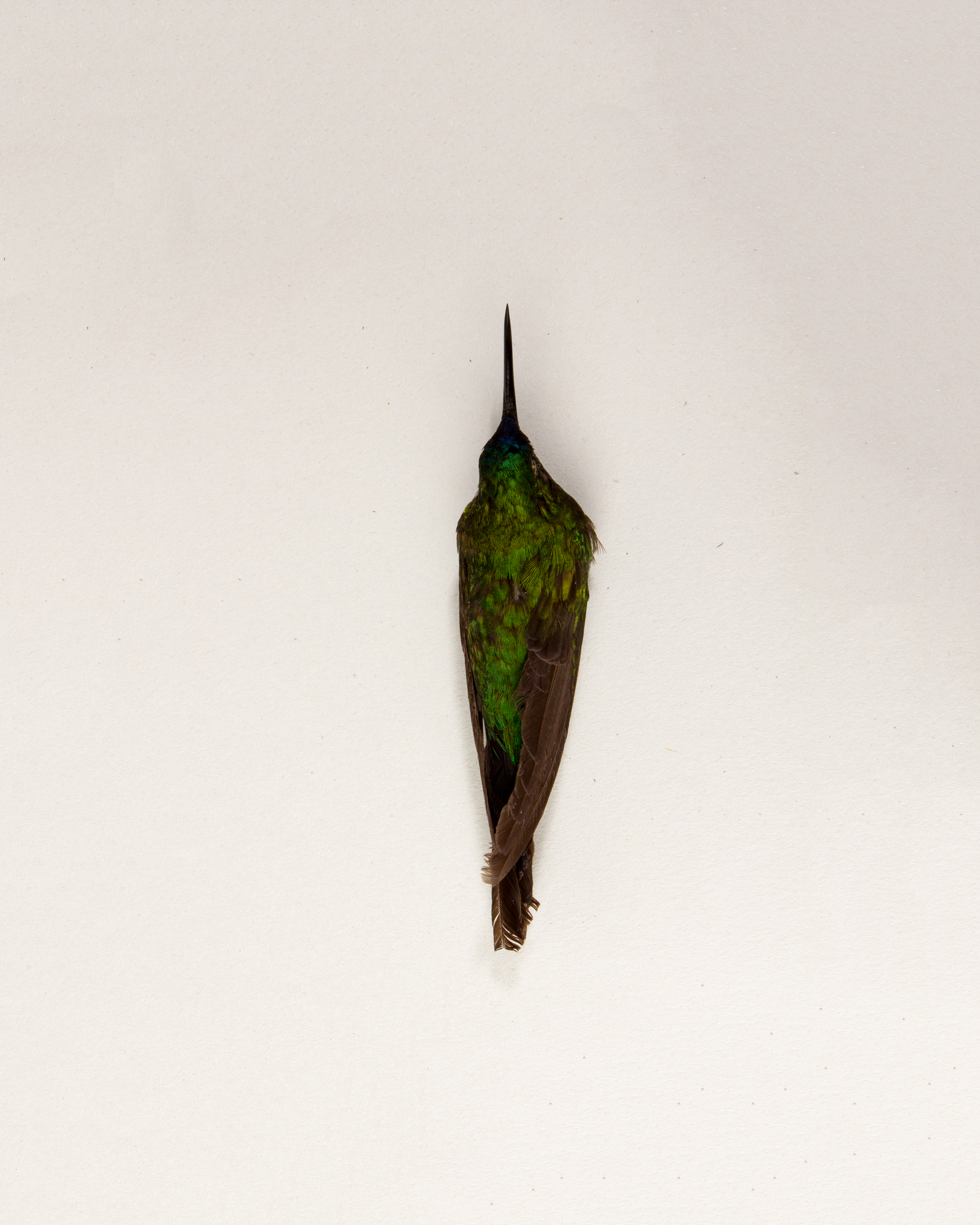 Sapphire-vented puffleg