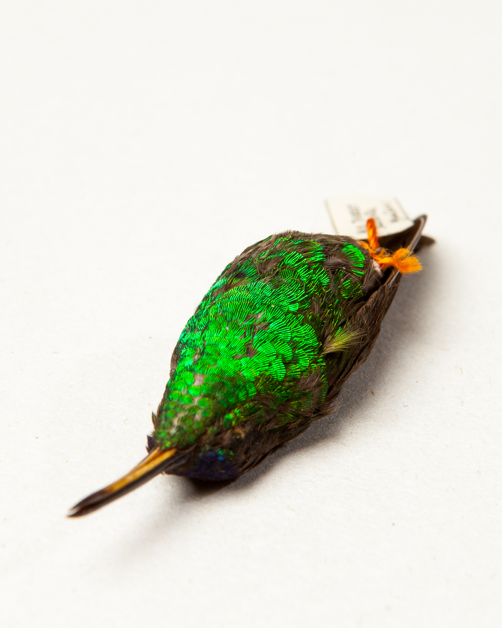 Indigo-capped hummingbird