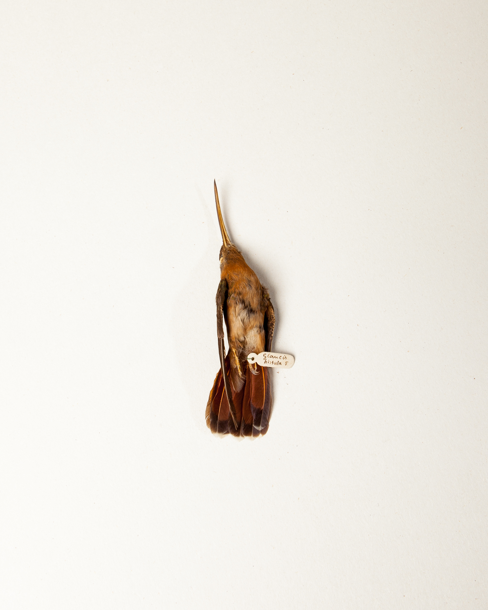 Rufous-breasted hermit