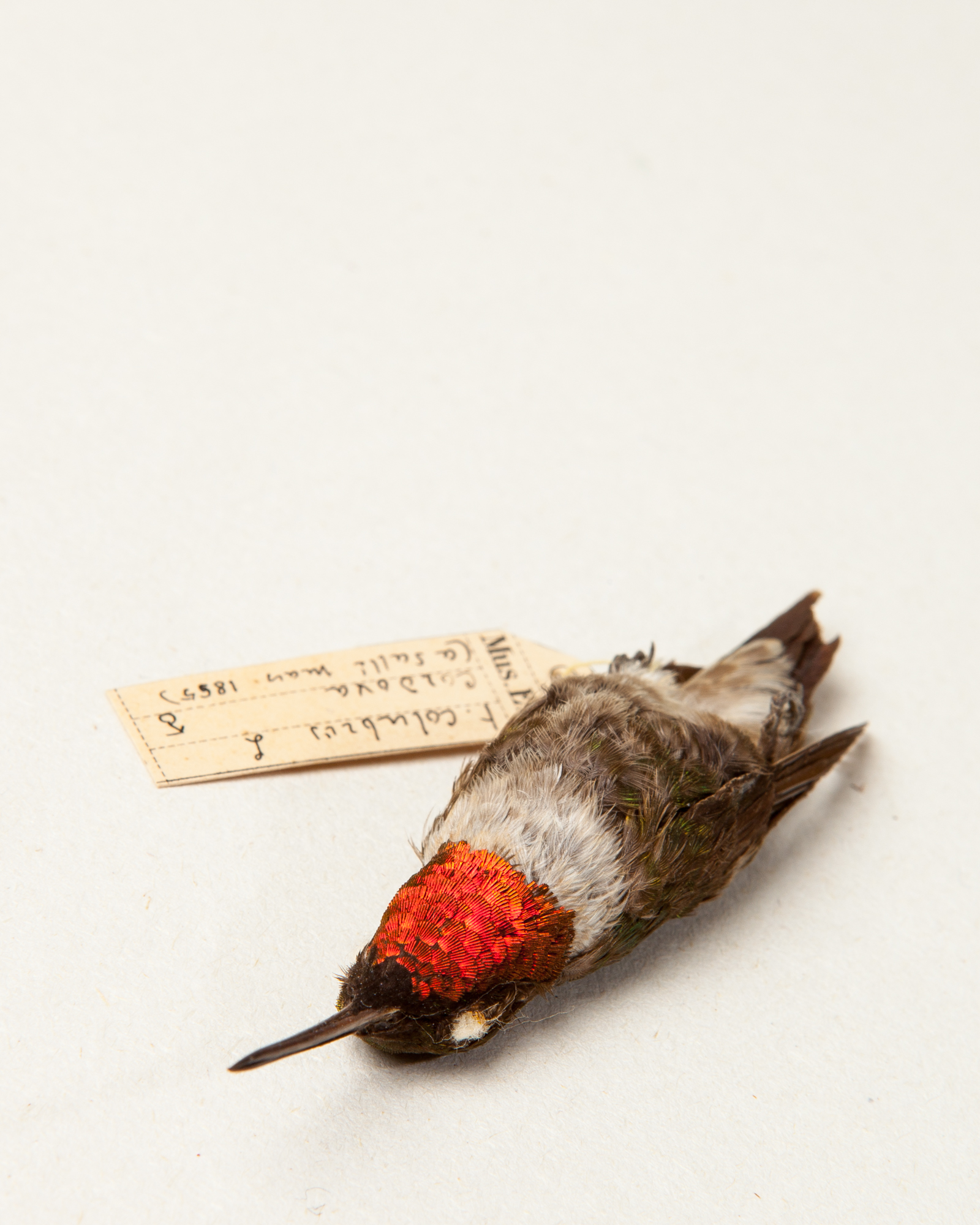 Ruby-throated Hummingbird