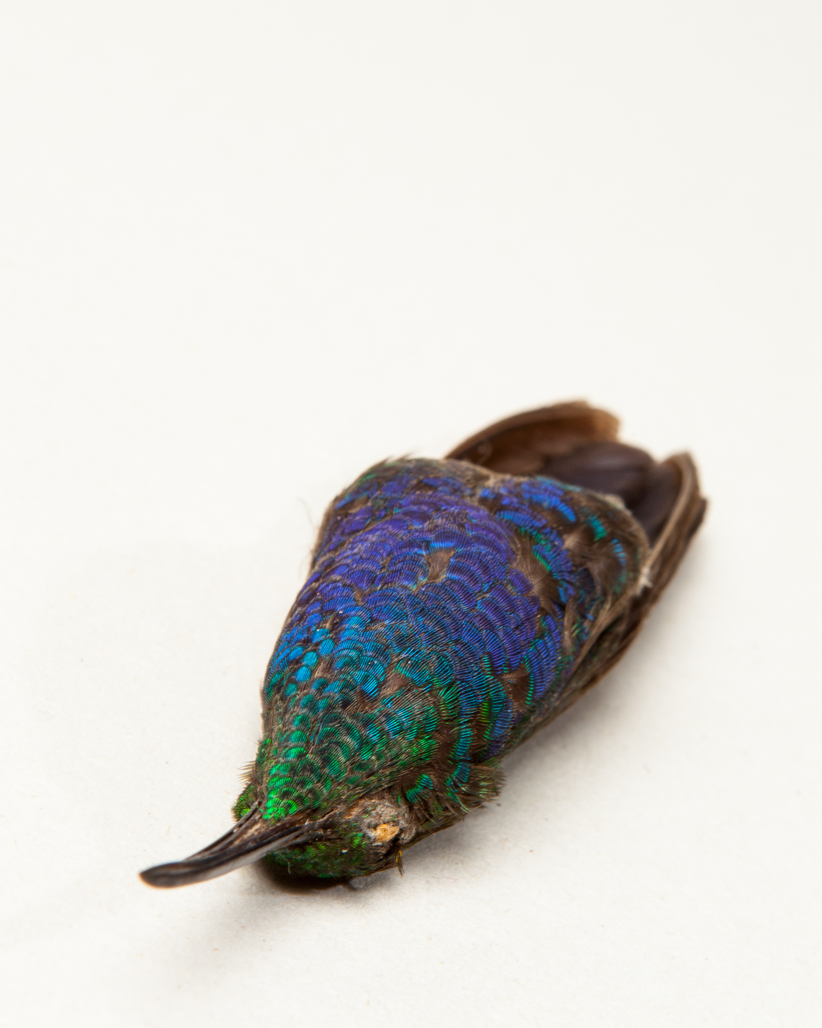 Santa marta sabrewing