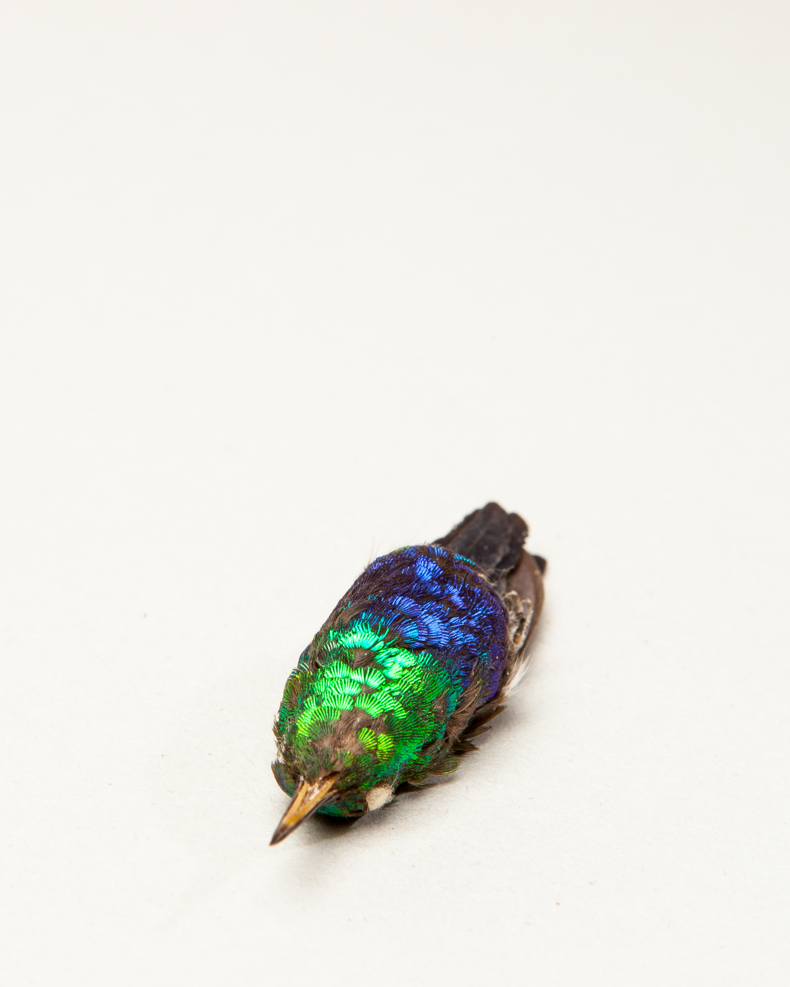 Purple-crowned woodnymph