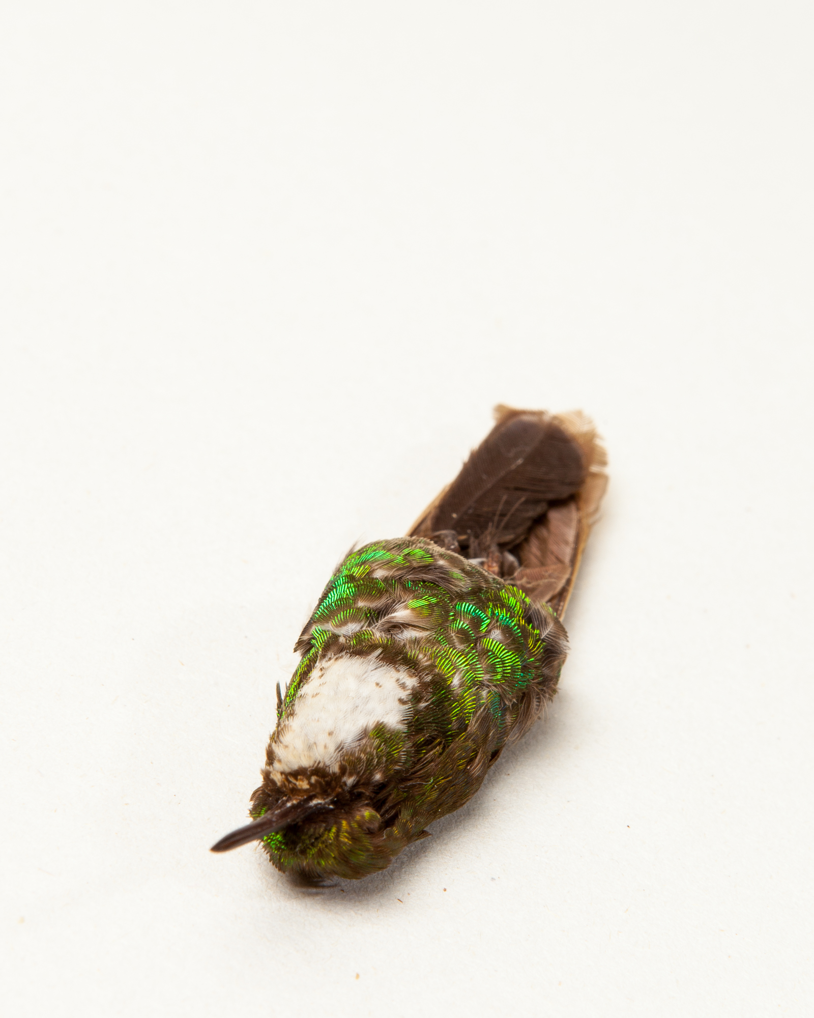 Emerald-chinned hummingbird